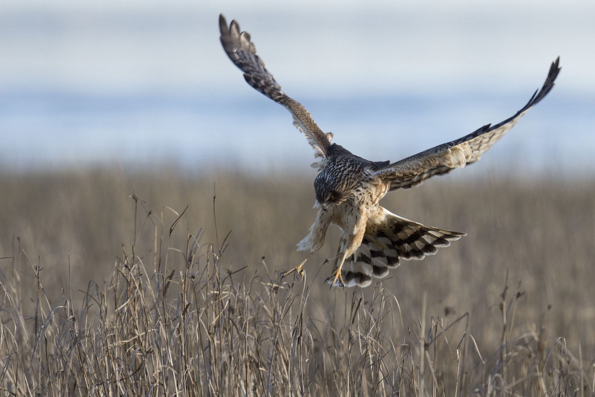 Nikon D7200 + Nikon AF-S Nikkor 500mm F4G ED VR sample photo. Northern harrier photography