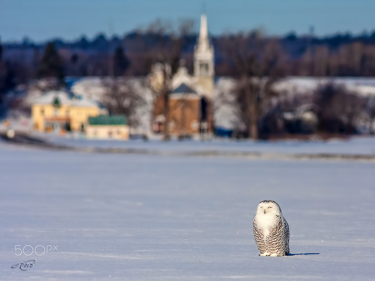 Canon EOS 40D + Canon EF 400mm F5.6L USM sample photo. Country snow owl photography