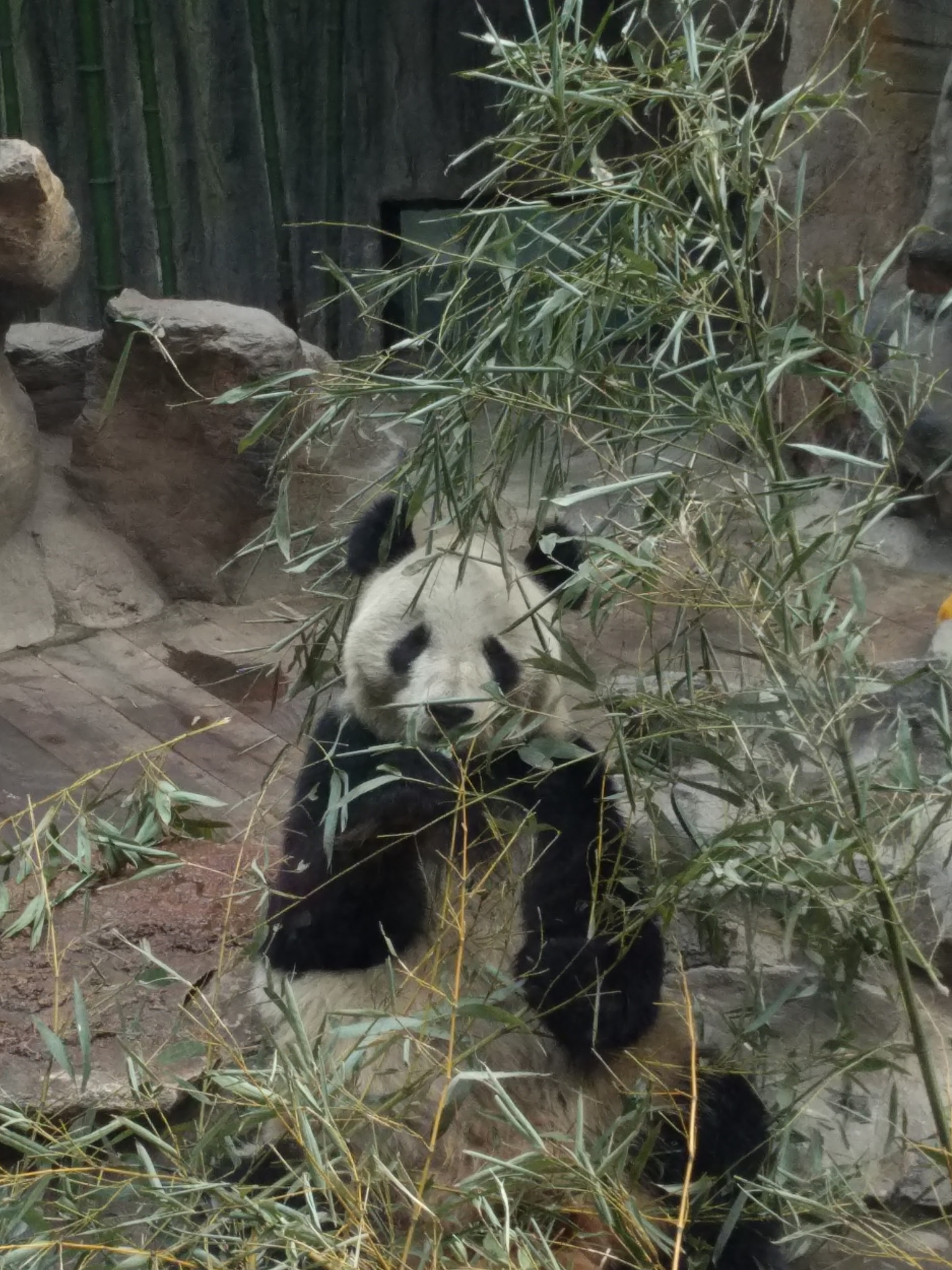 Xiaomi MI NOTE Pro sample photo. Panda photography