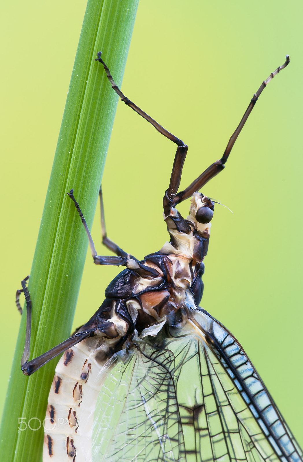 Sigma 150mm F2.8 EX DG Macro HSM sample photo. Mayfly (eintagsfliege photography