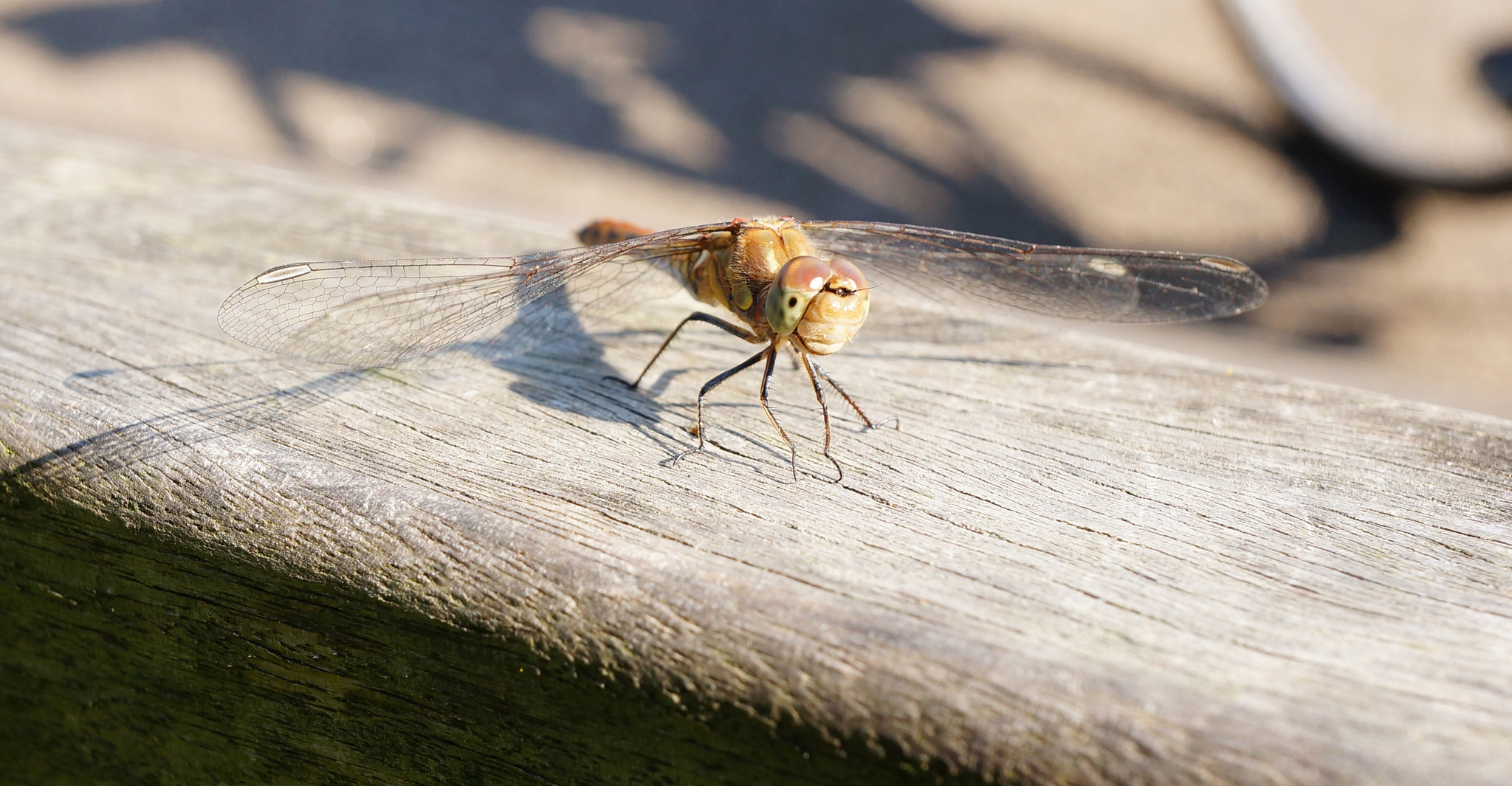 Sony Alpha NEX-5N + Sony E 30mm F3.5 Macro sample photo. Resting odonata photography