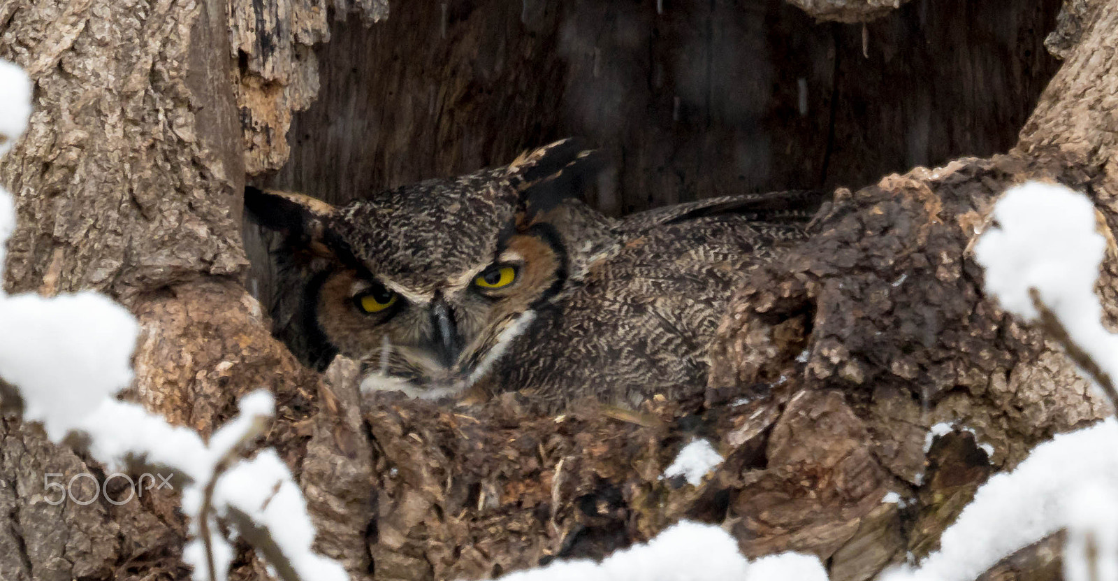 Canon EF 100-400mm F4.5-5.6L IS USM sample photo. Mother owl in the snow photography