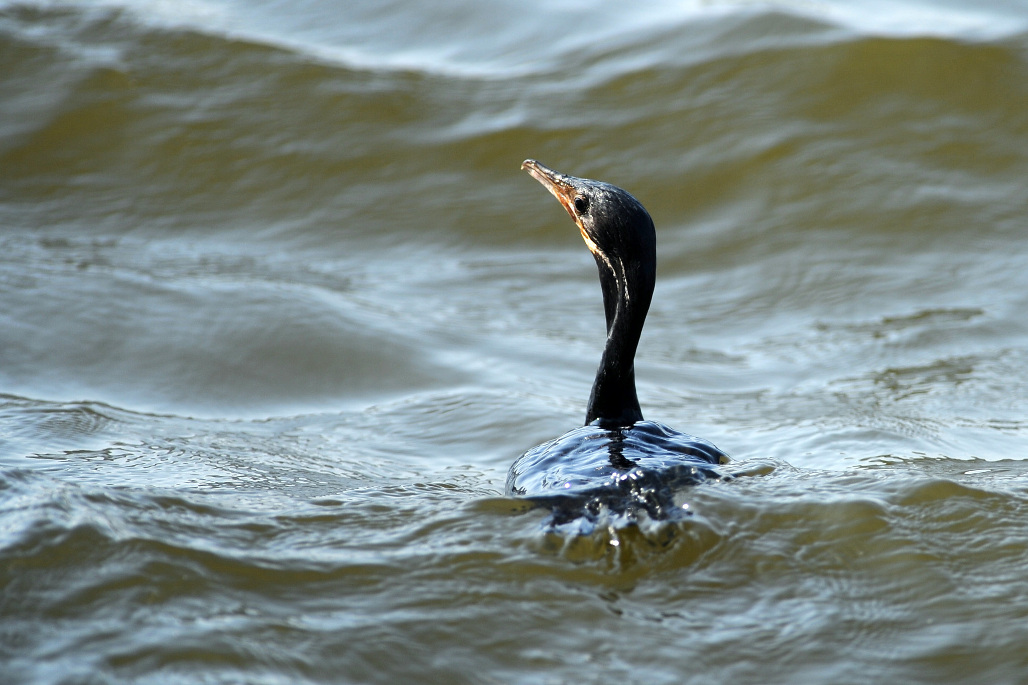 Nikon D3S + Tokina AT-X 304 AF (AF 300mm f/4.0) sample photo. Cormorant photography