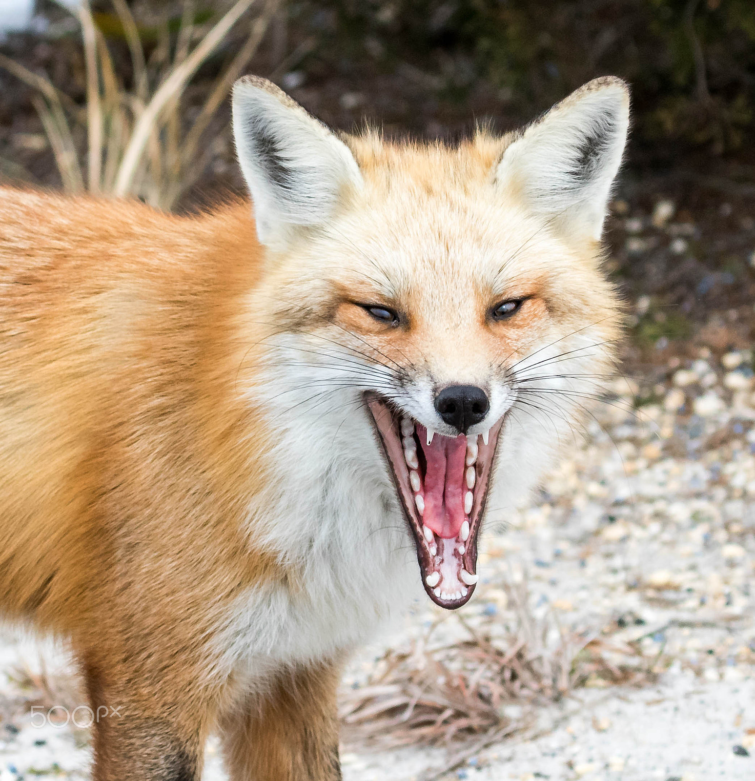 Canon EF 100-400mm F4.5-5.6L IS USM sample photo. My what big teeth you have photography