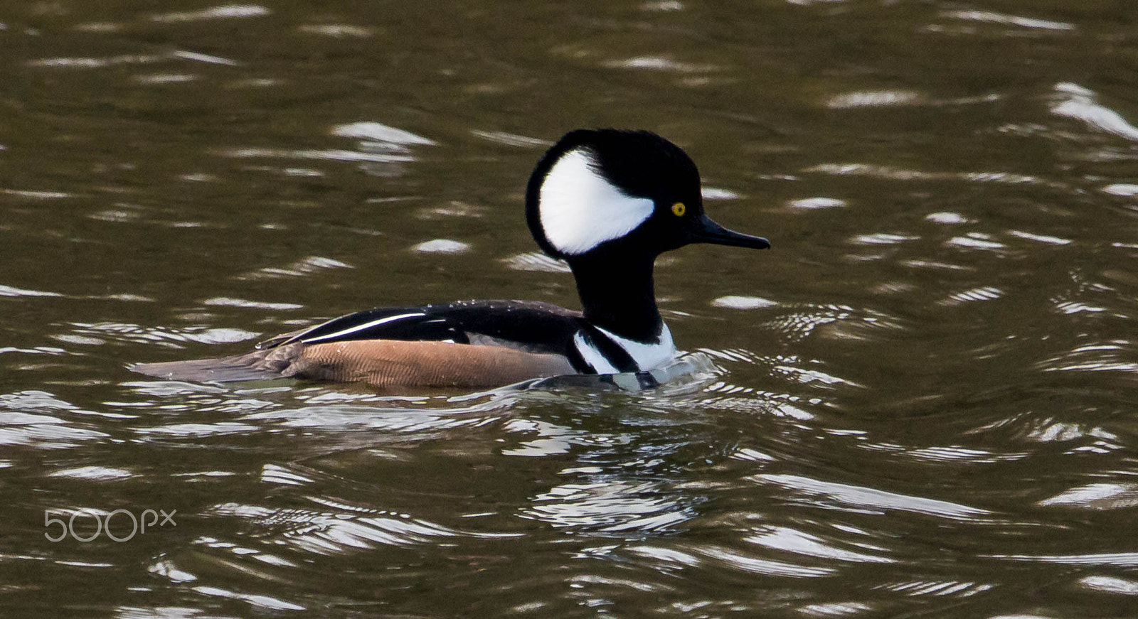 Canon EOS 750D (EOS Rebel T6i / EOS Kiss X8i) + Canon EF 100-400mm F4.5-5.6L IS USM sample photo. Hooded merganser photography
