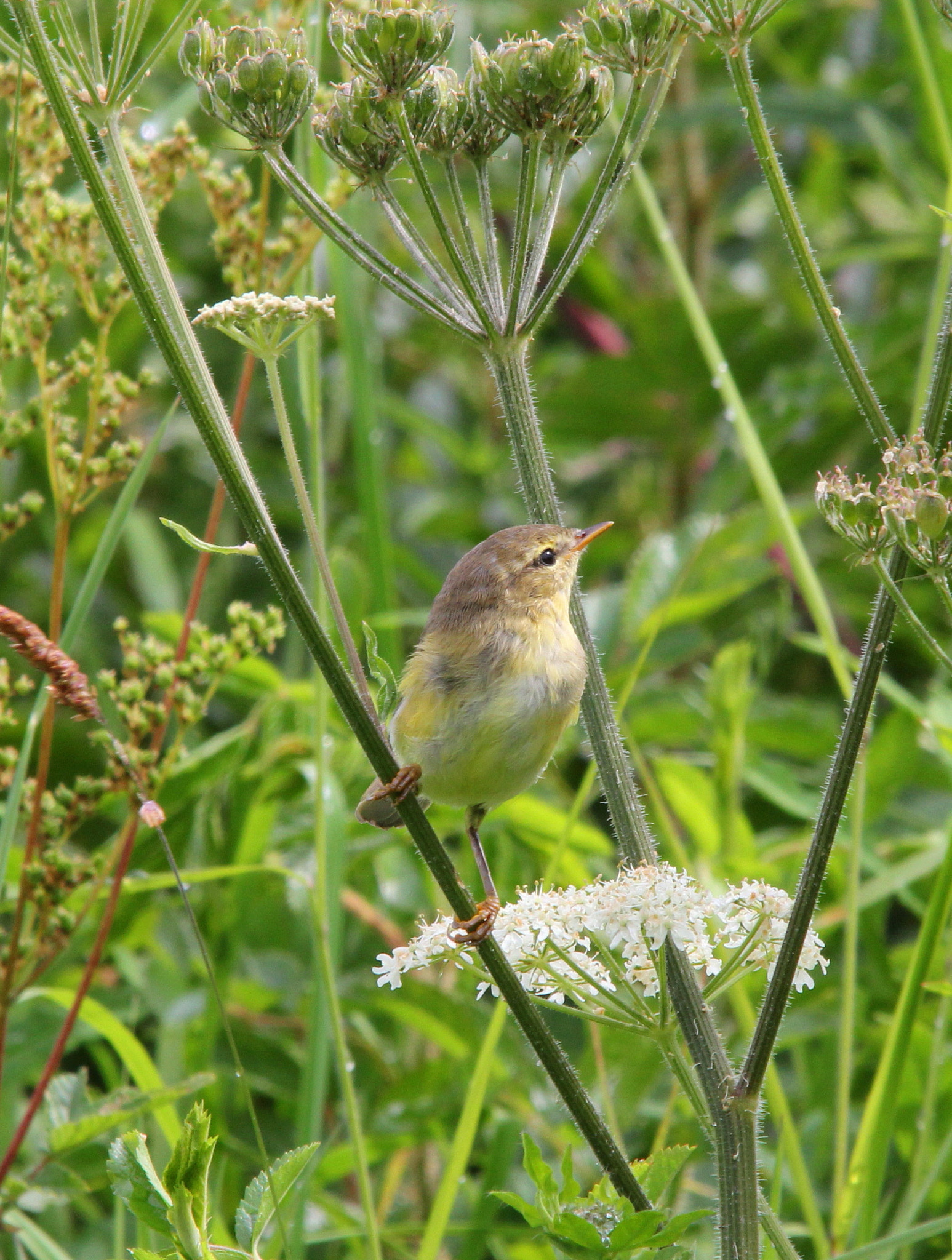 Canon 150-500mm sample photo. Willow warbler photography