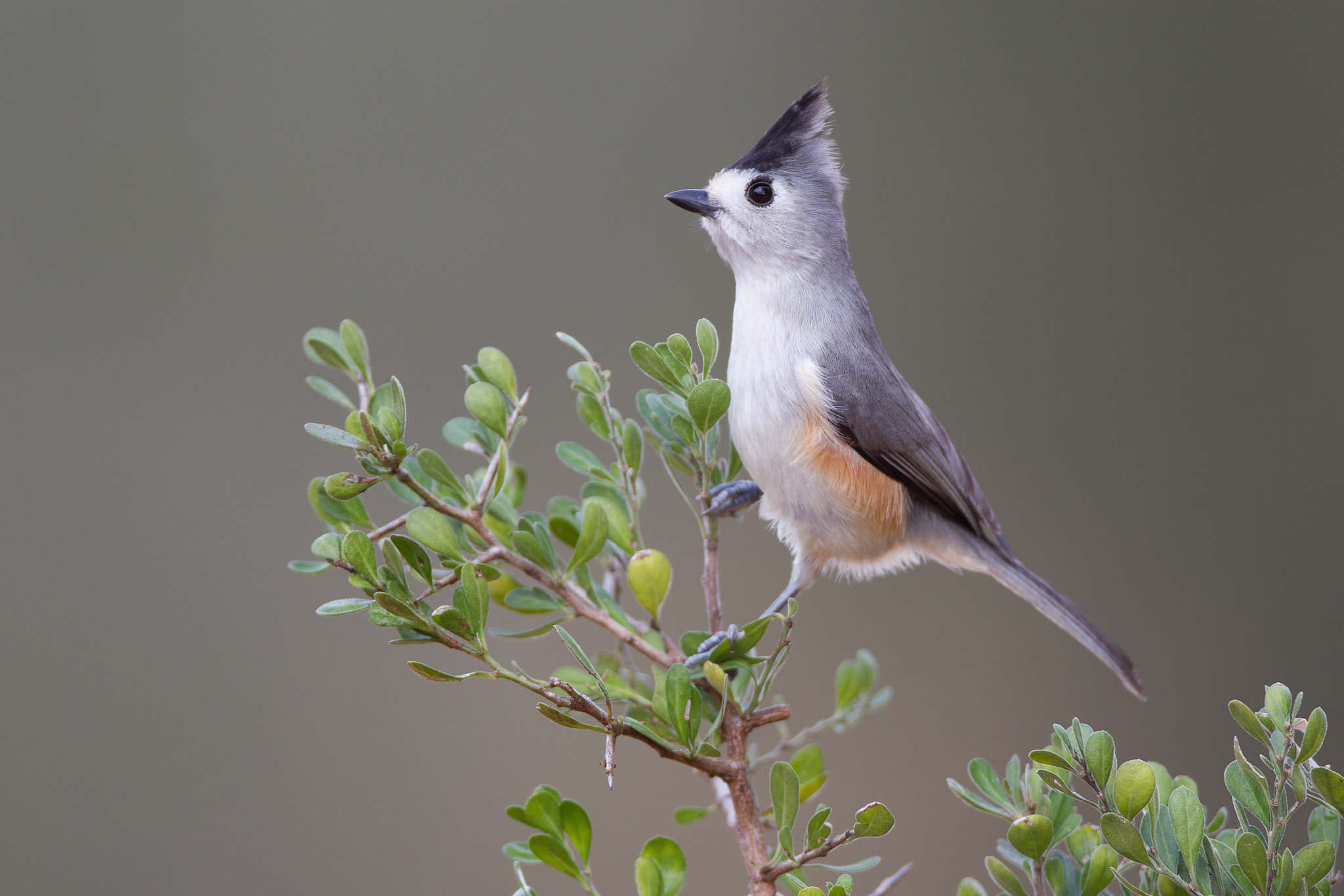 Canon EOS-1D Mark IV + Canon EF 600mm f/4L IS sample photo. Black crested titmouse photography