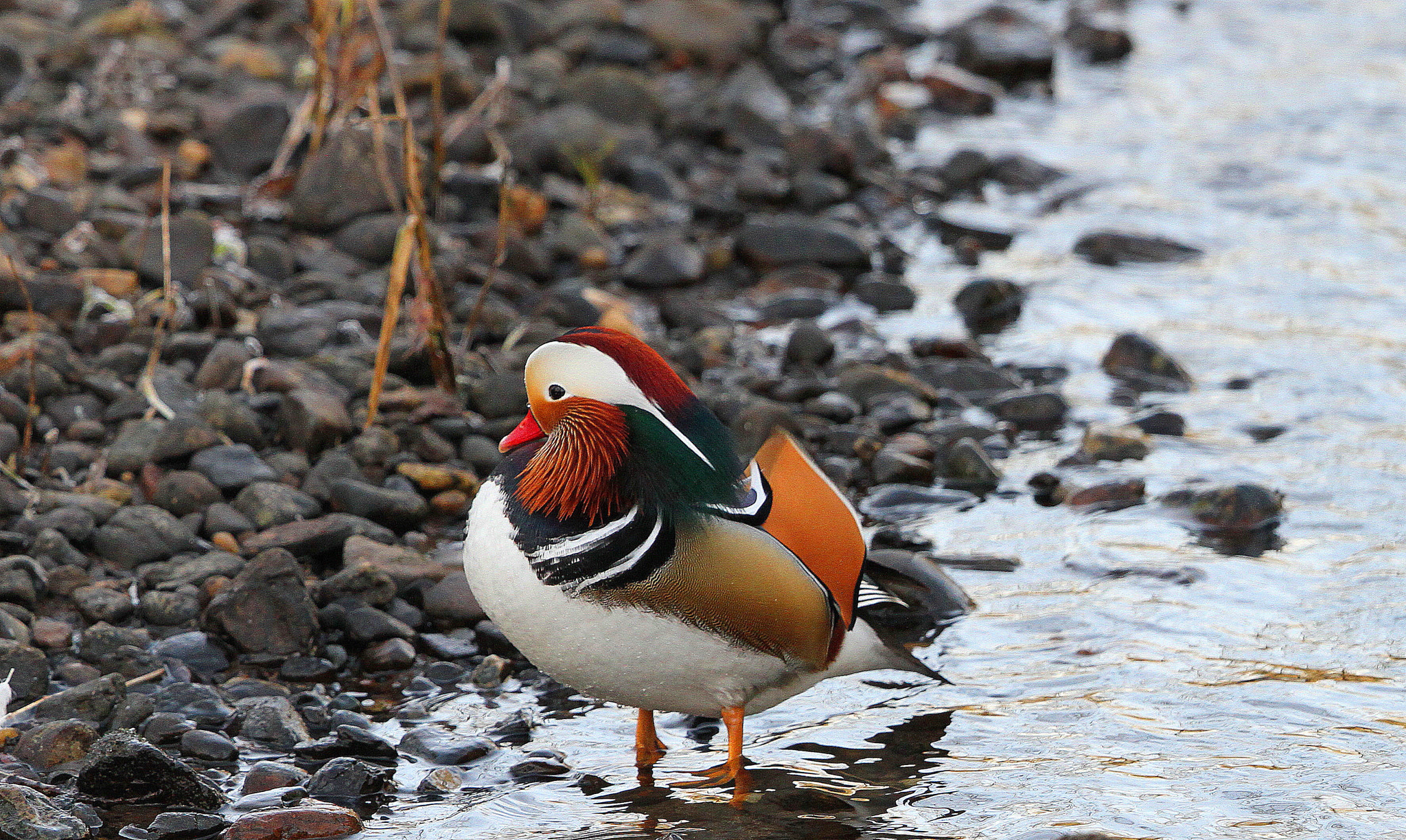Canon EF 500mm F4L IS II USM sample photo. Mandarin duck 4 photography
