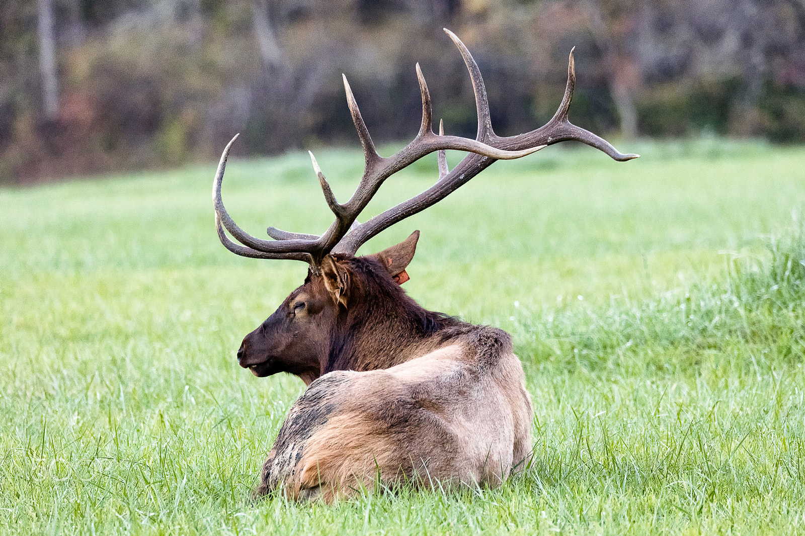 Canon EOS 5DS + Sigma 150-600mm F5-6.3 DG OS HSM | C sample photo. Bull elk in great smoky mountains national park photography