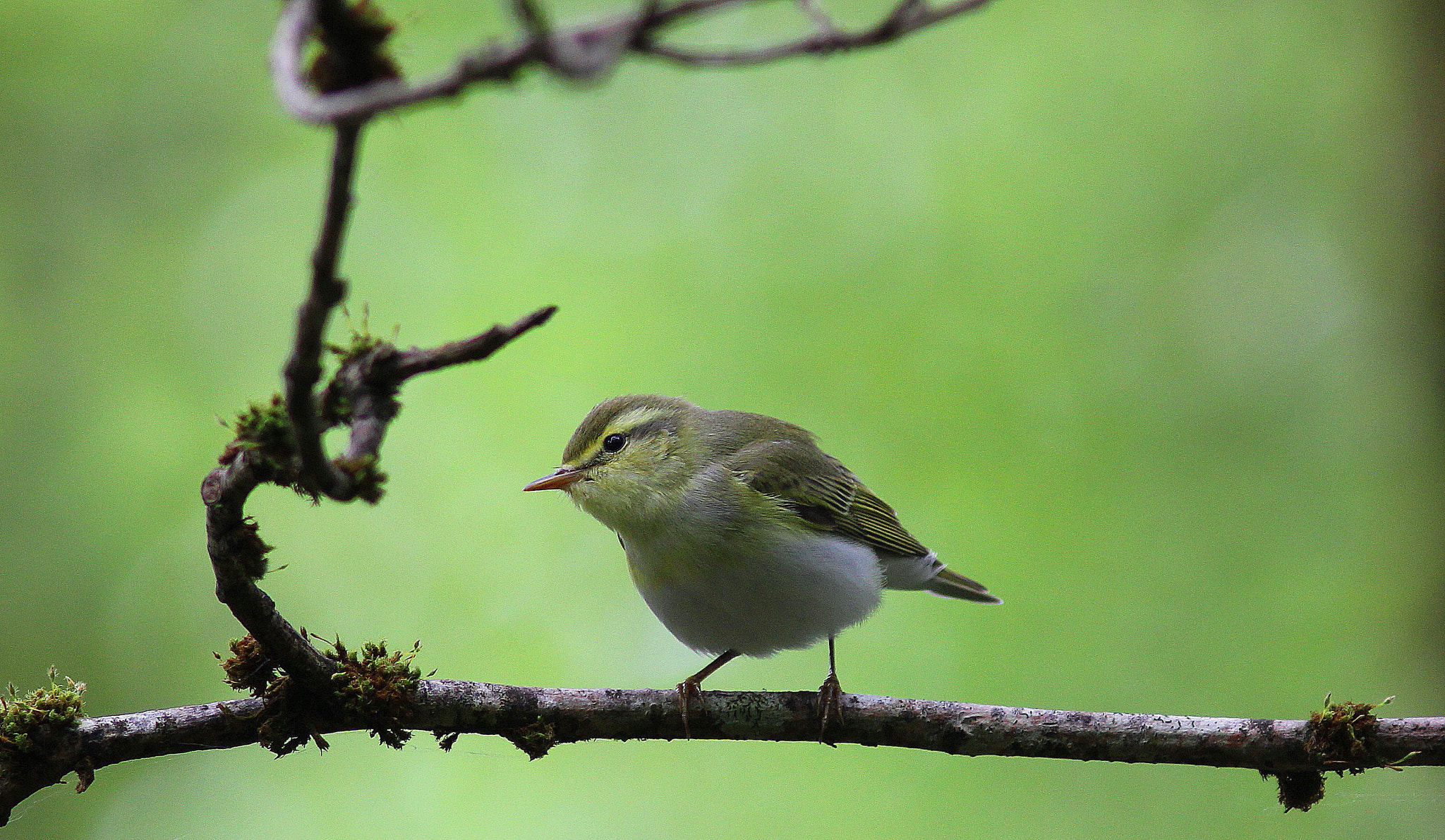 Canon EF 300mm F4L IS USM sample photo. Wood warbler photography