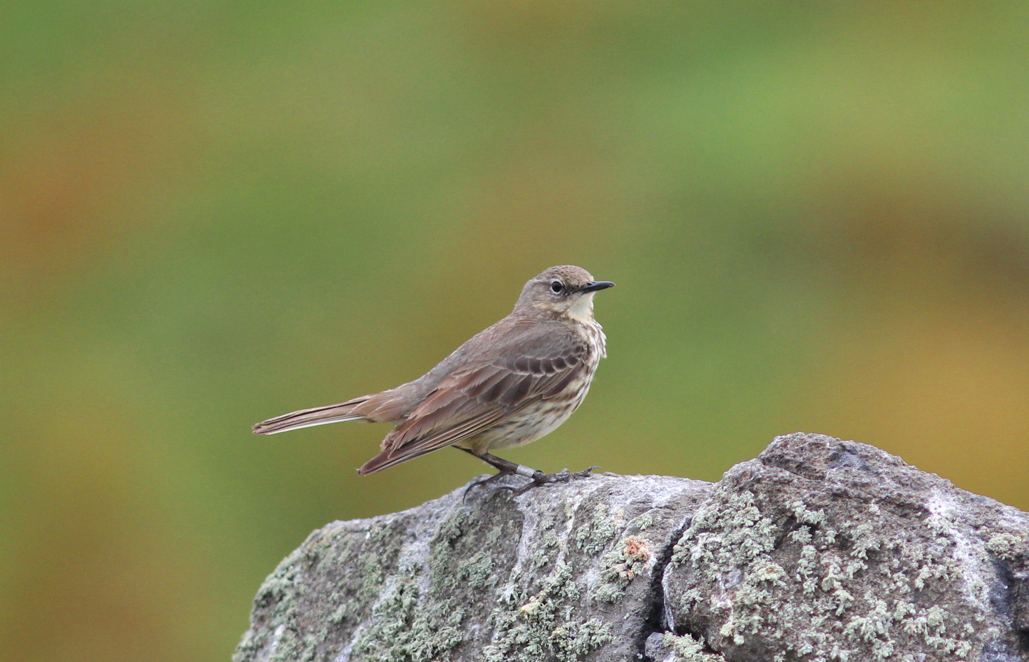 Canon EF 300mm F4L IS USM sample photo. Rock pipit 2 photography