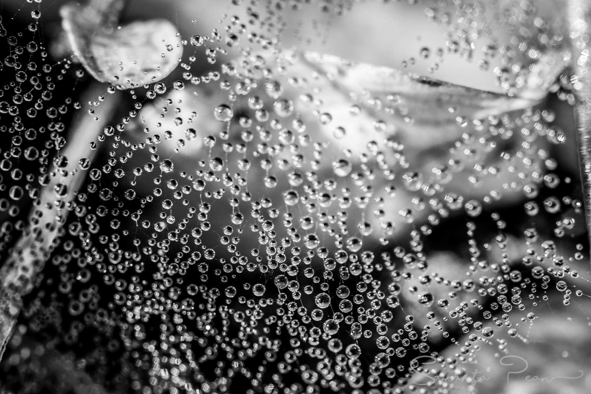 Nikon AF-S DX Micro-Nikkor 85mm F3.5G ED VR sample photo. Hanging pearls ••• photography