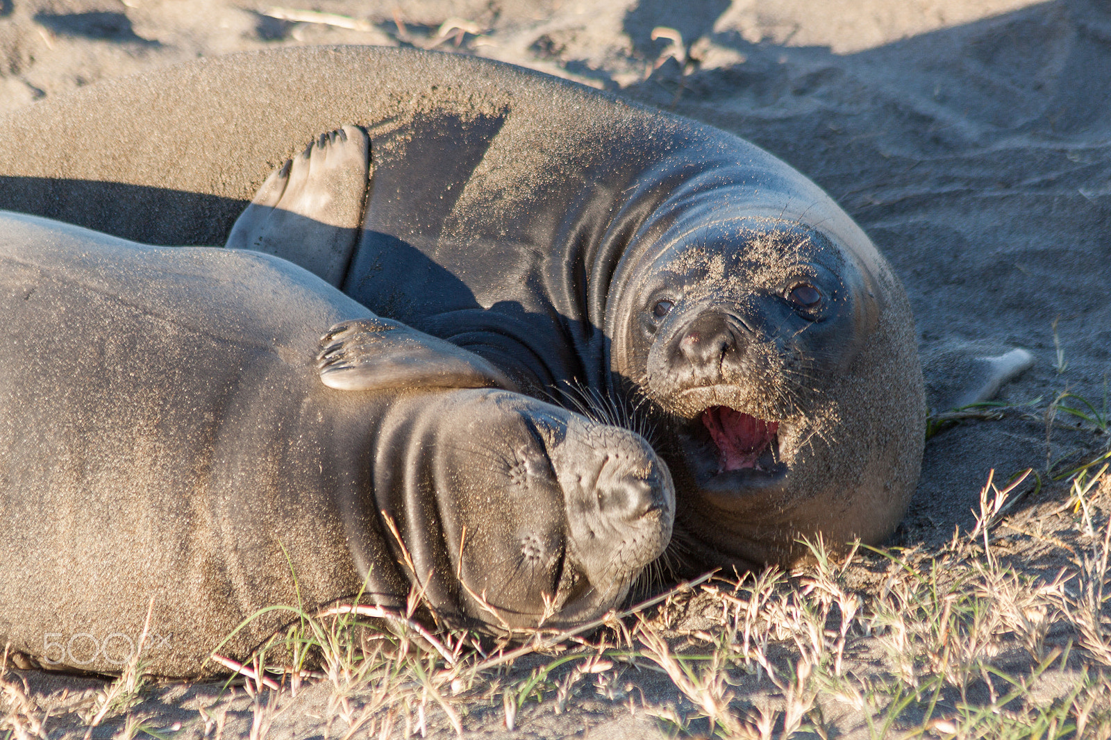 Canon EOS 50D + Canon EF 75-300mm F4.0-5.6 IS USM sample photo. Elephant seals photography