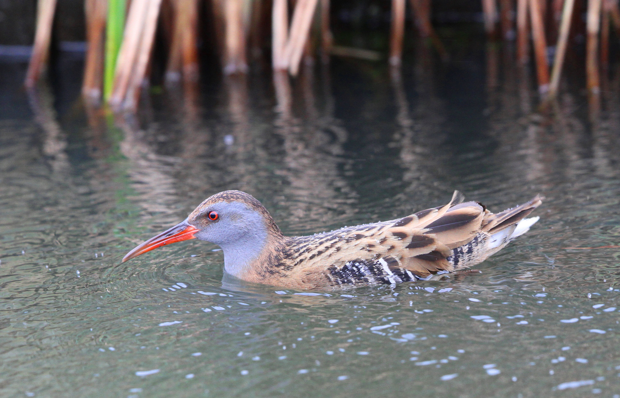 Canon EF 500mm F4L IS II USM sample photo. Water rail 2 photography