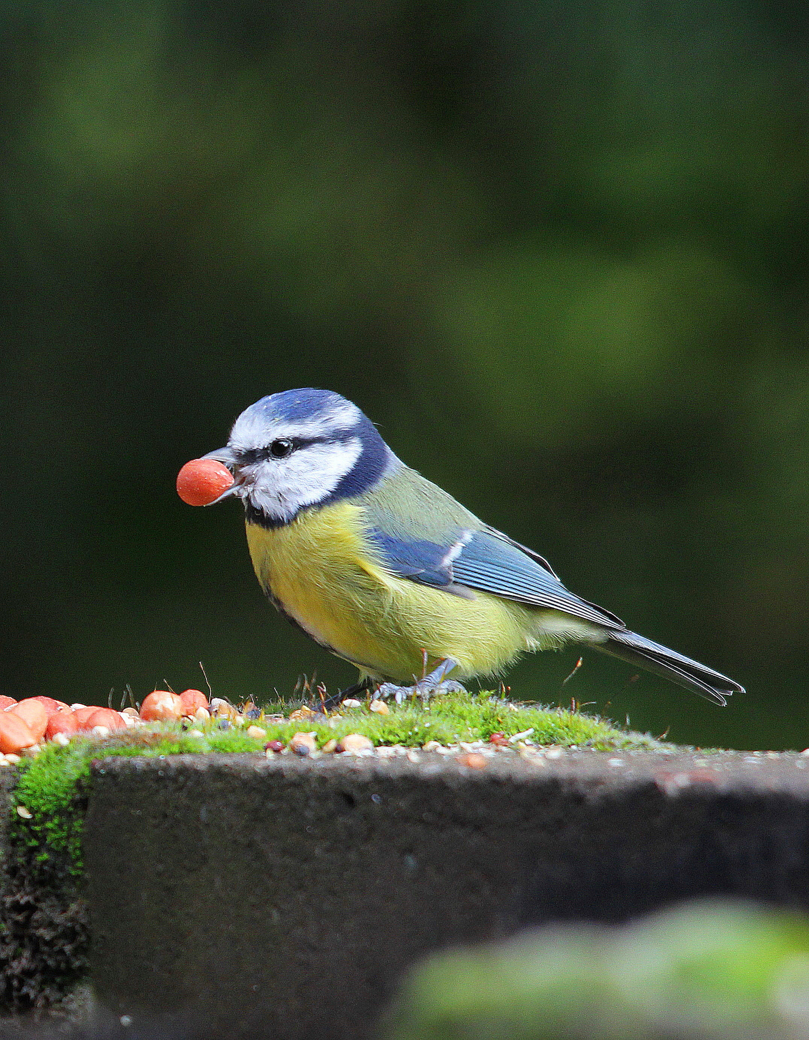 Canon 150-500mm sample photo. What a nut photography