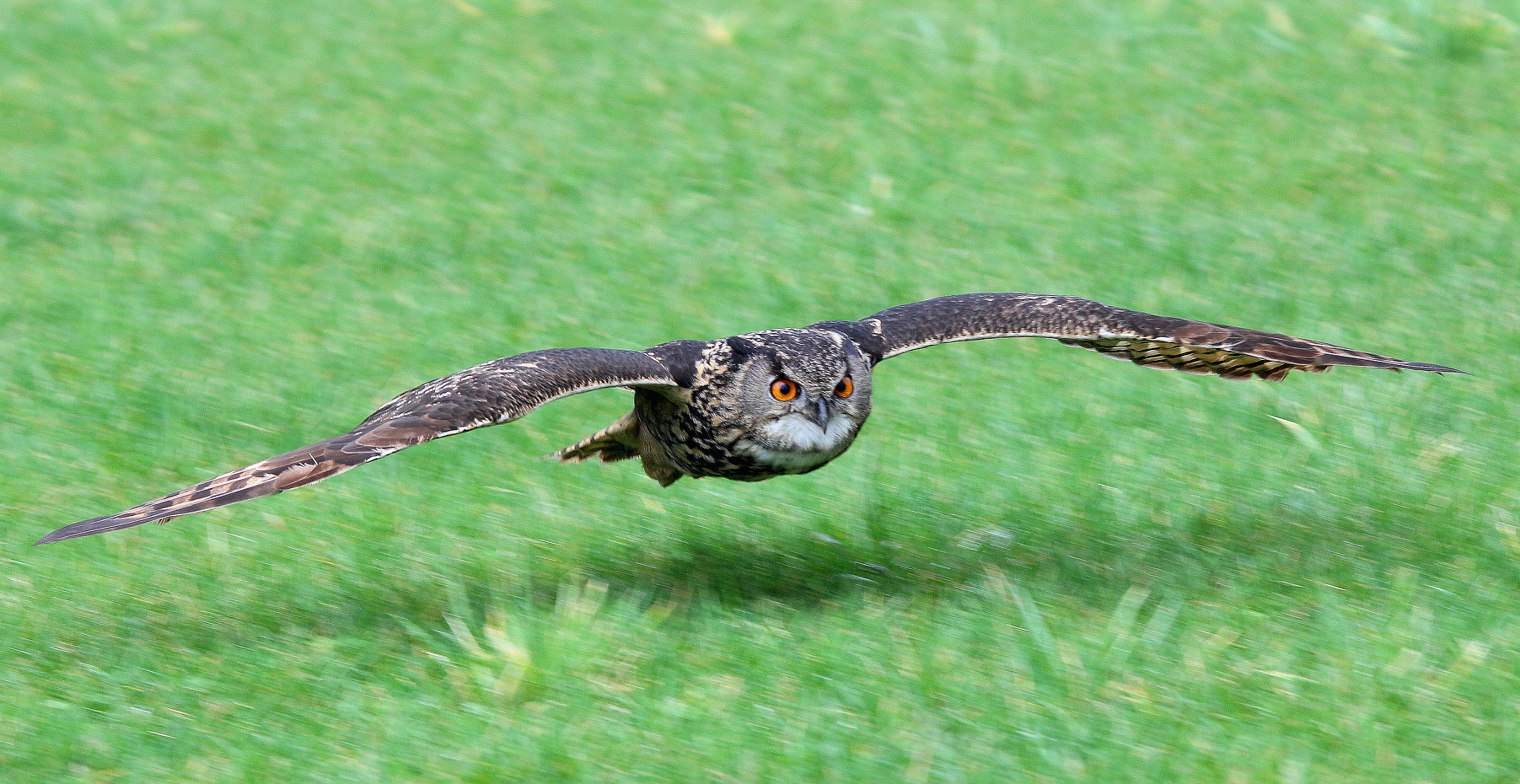 Canon 150-500mm sample photo. Eagle owl photography