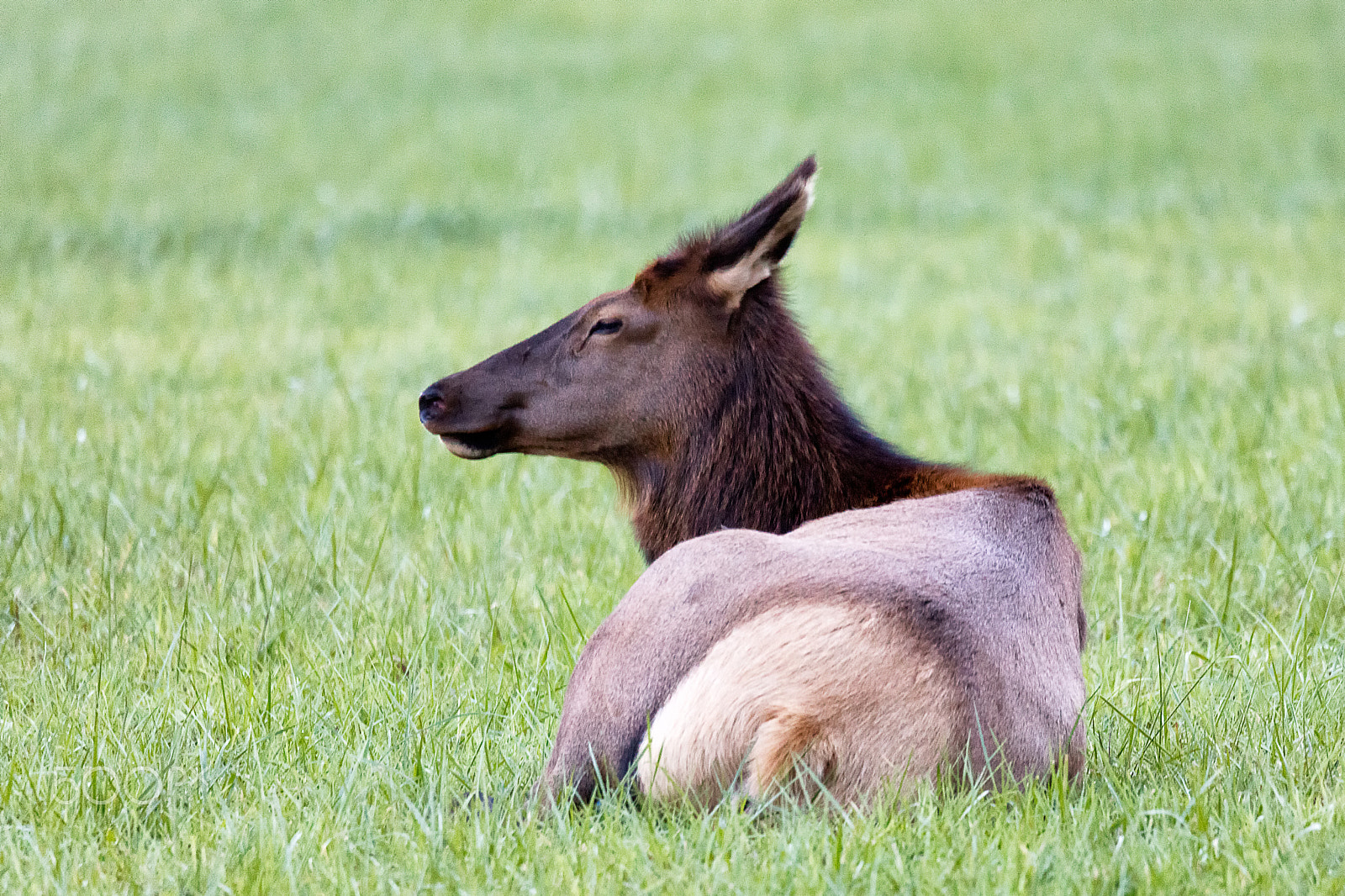 Sigma 150-600mm F5-6.3 DG OS HSM | C sample photo. Elk cow in great smoky mountains national park photography