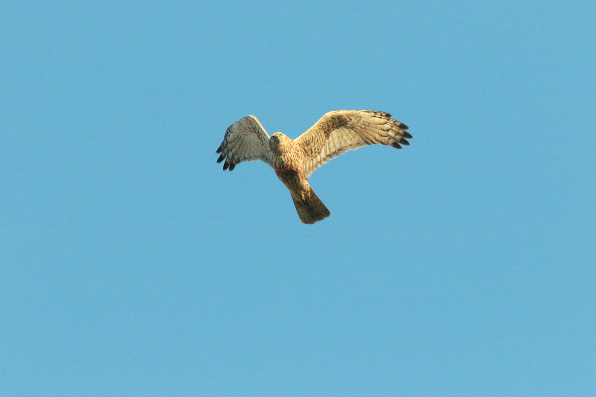 Canon EF 400mm F2.8L IS II USM sample photo. チュウヒ   大陸- photography