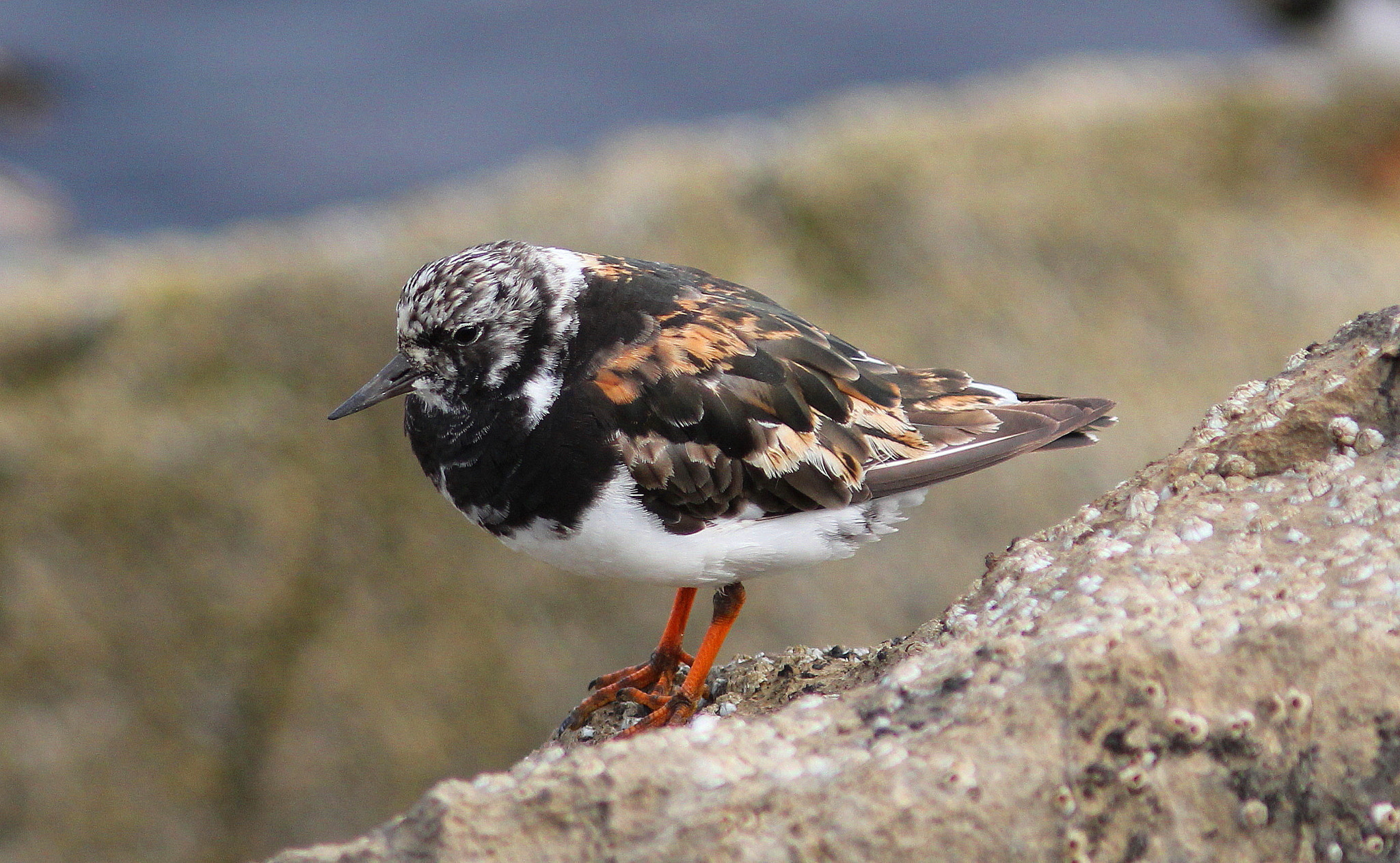 Canon EF 300mm F4L IS USM sample photo. Turnstone photography