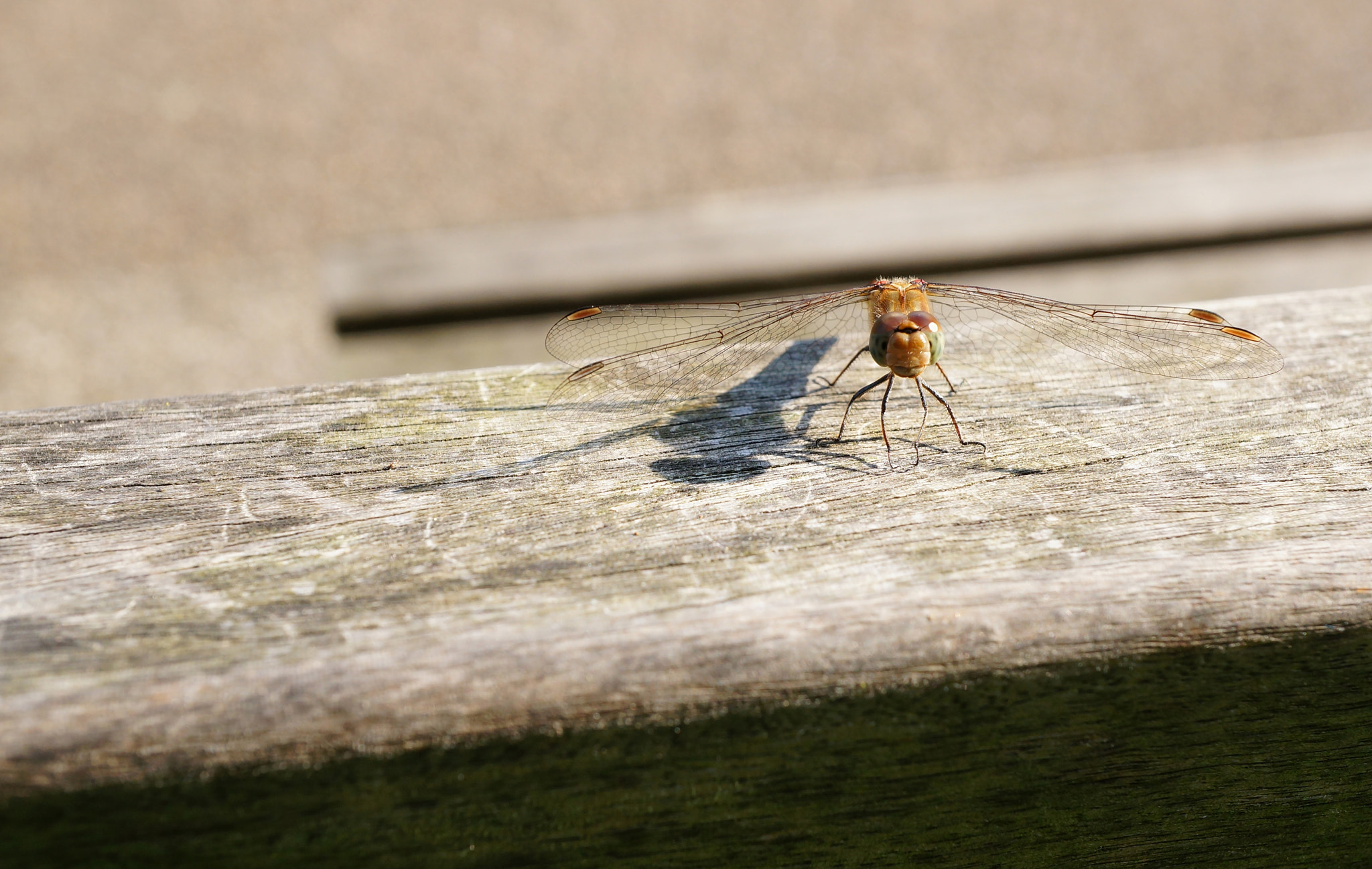 Sony Alpha NEX-5N + Sony E 30mm F3.5 Macro sample photo. Resting odonata photography