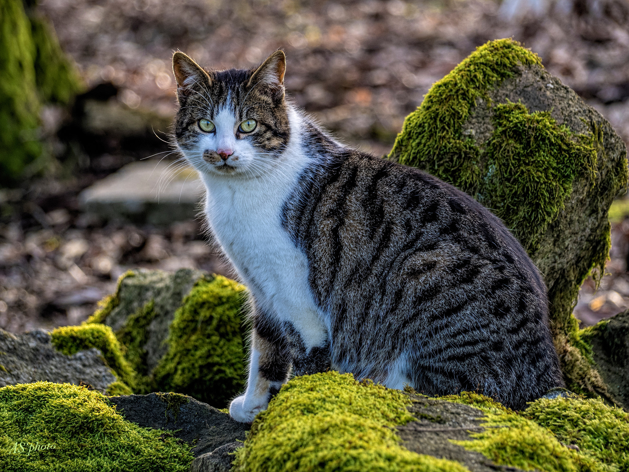 Olympus Zuiko Digital ED 40-150mm F4.0-5.6 sample photo. The king of the forest photography