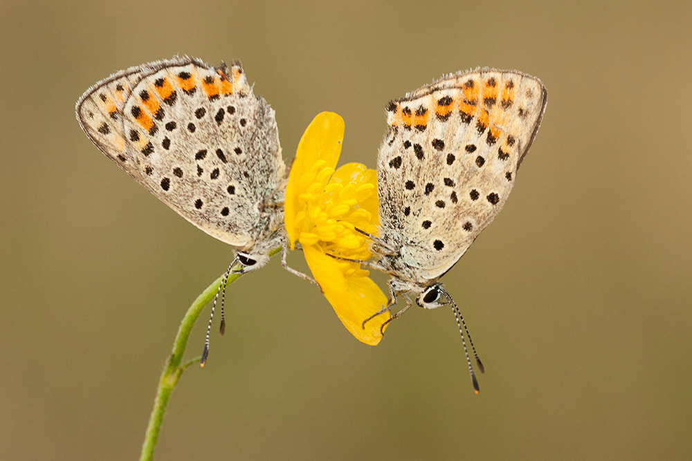 Sony Alpha DSLR-A700 + Tamron SP AF 90mm F2.8 Di Macro sample photo. Two of a kind! photography