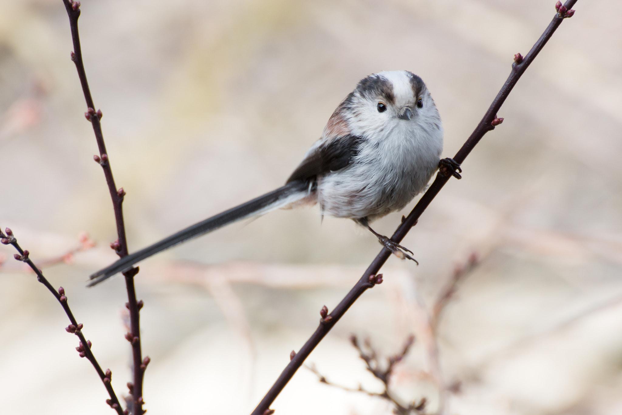 Tamron SP 35mm F1.8 Di VC USD sample photo. Aegithalos caudatus europaeus photography