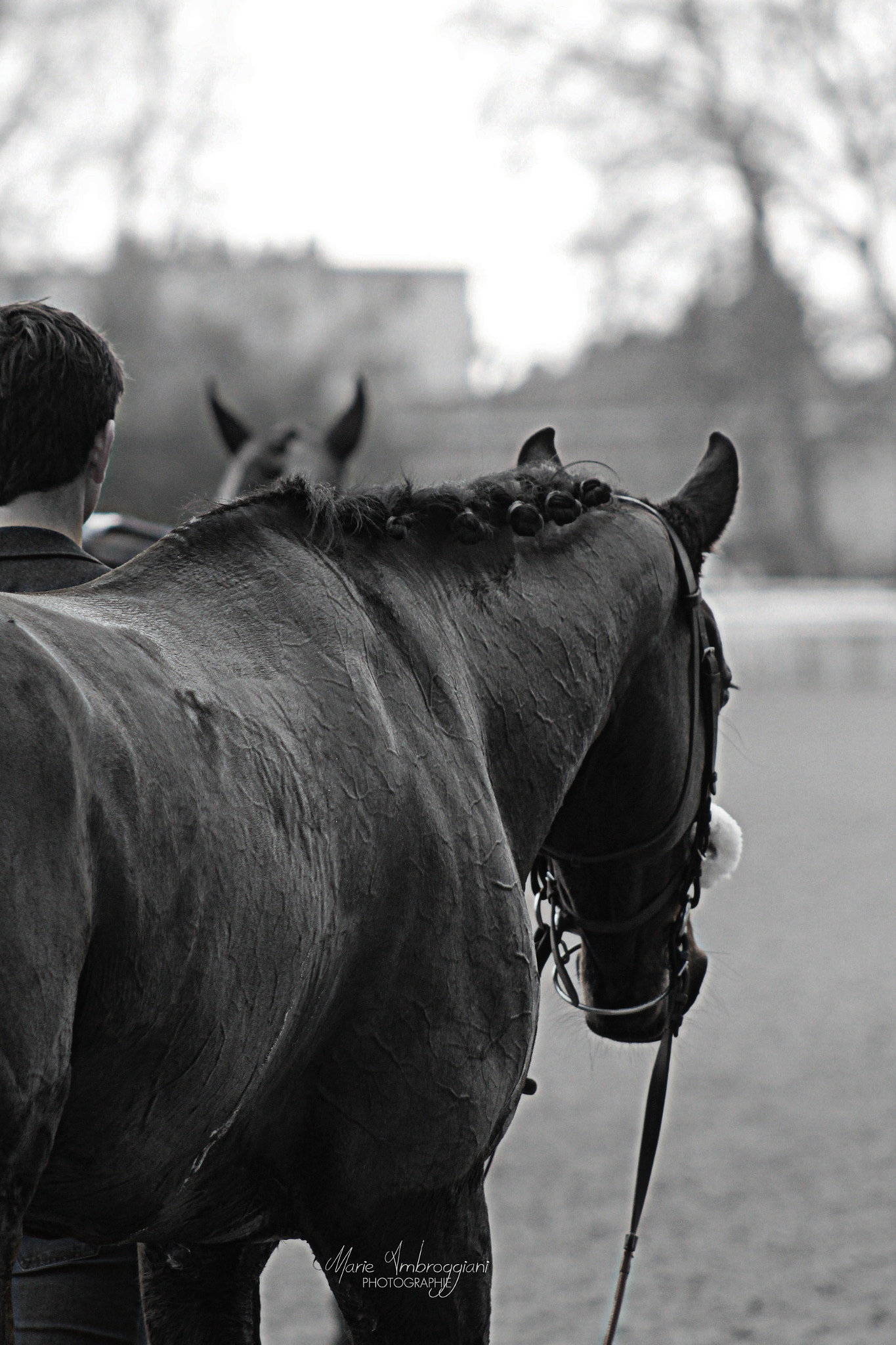 Canon EF 100-300mm F4.5-5.6 USM sample photo. Horse racing photography