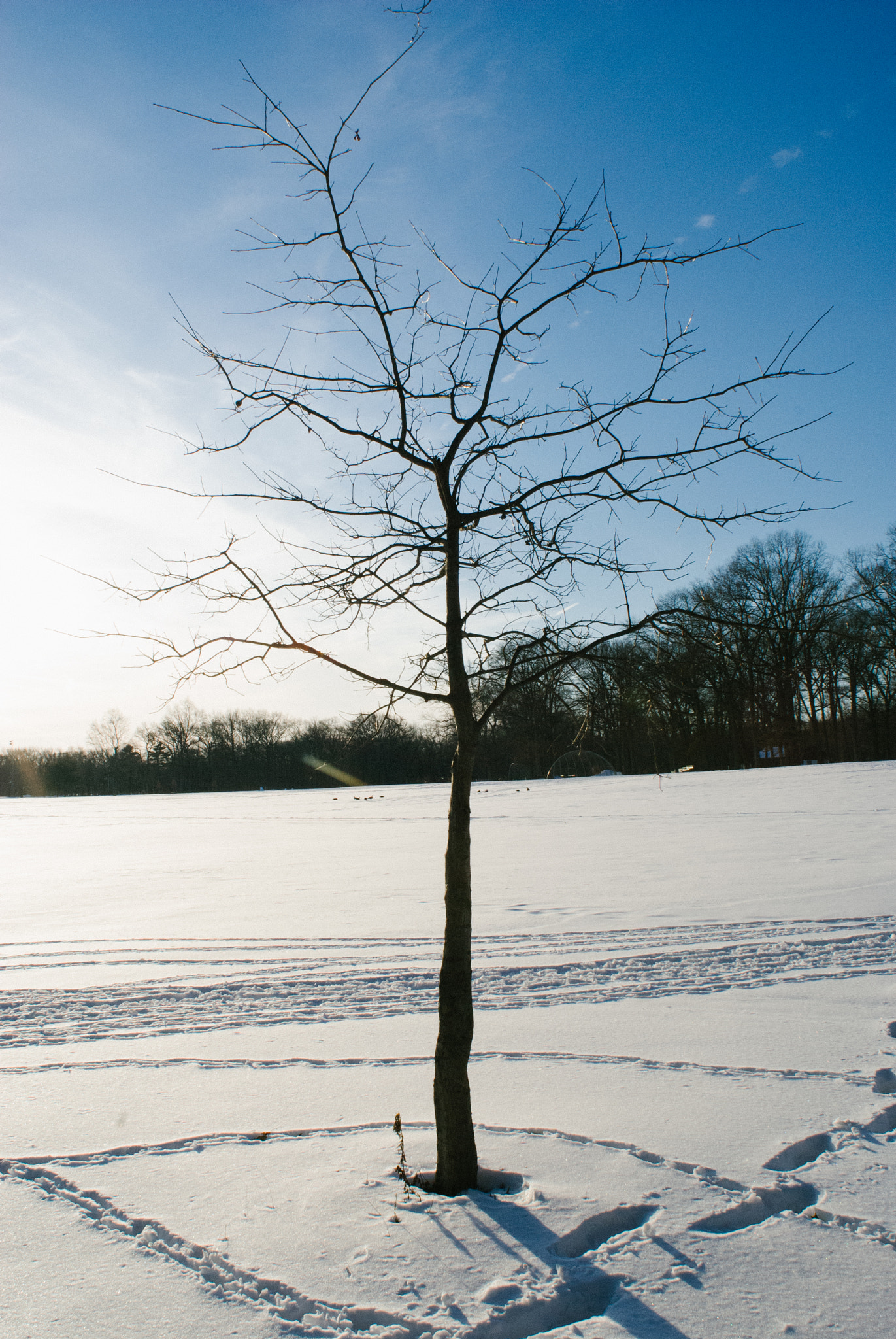 Nikon AF Nikkor 20mm F2.8D sample photo. Winterpark photography