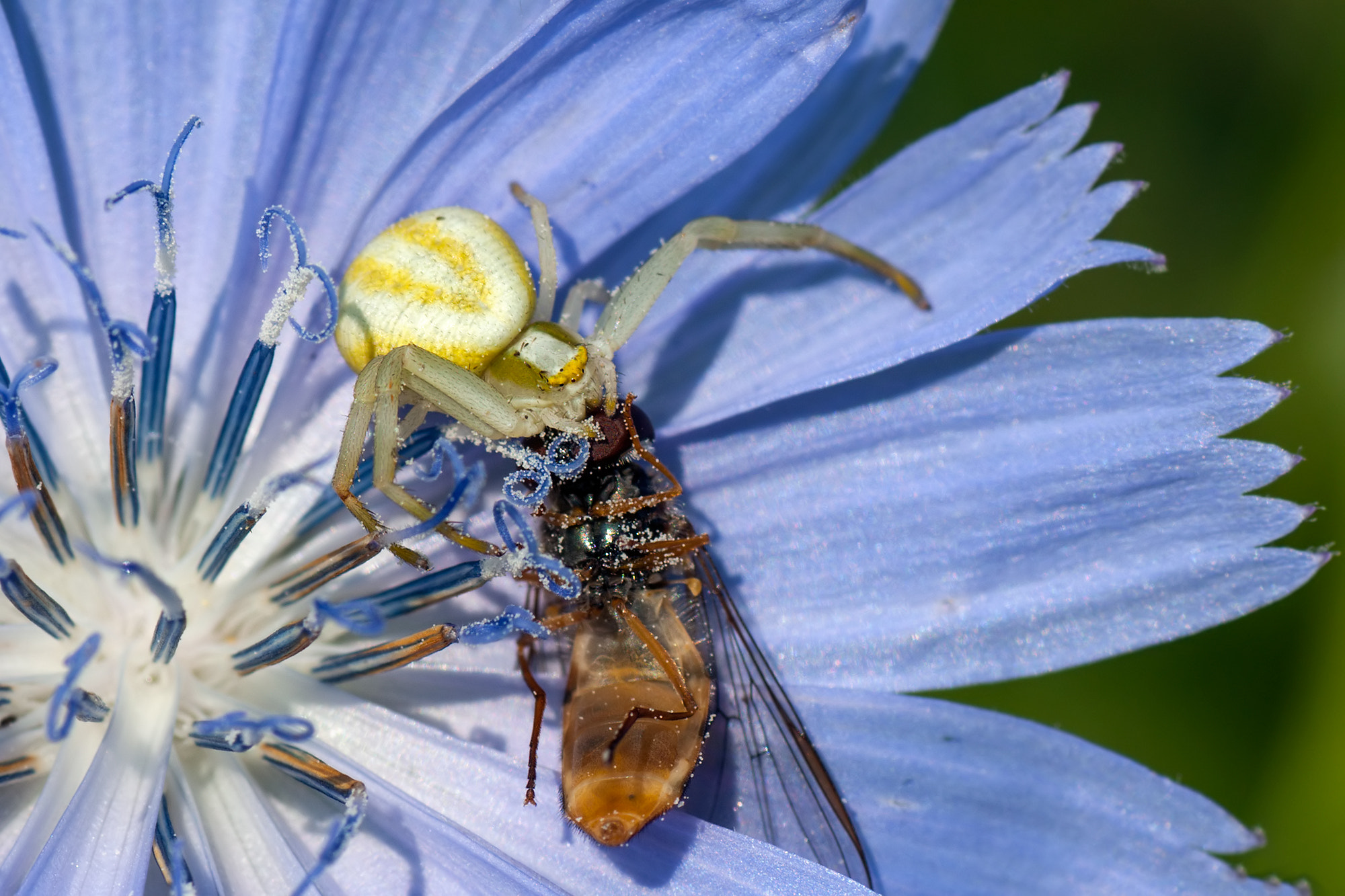 Nikon D40 sample photo. Misumena vatia photography