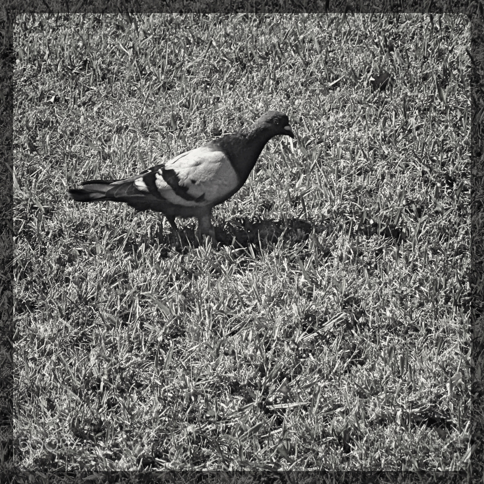 Olympus u760,S760 sample photo. Lisboa, campolide, 2015 photography