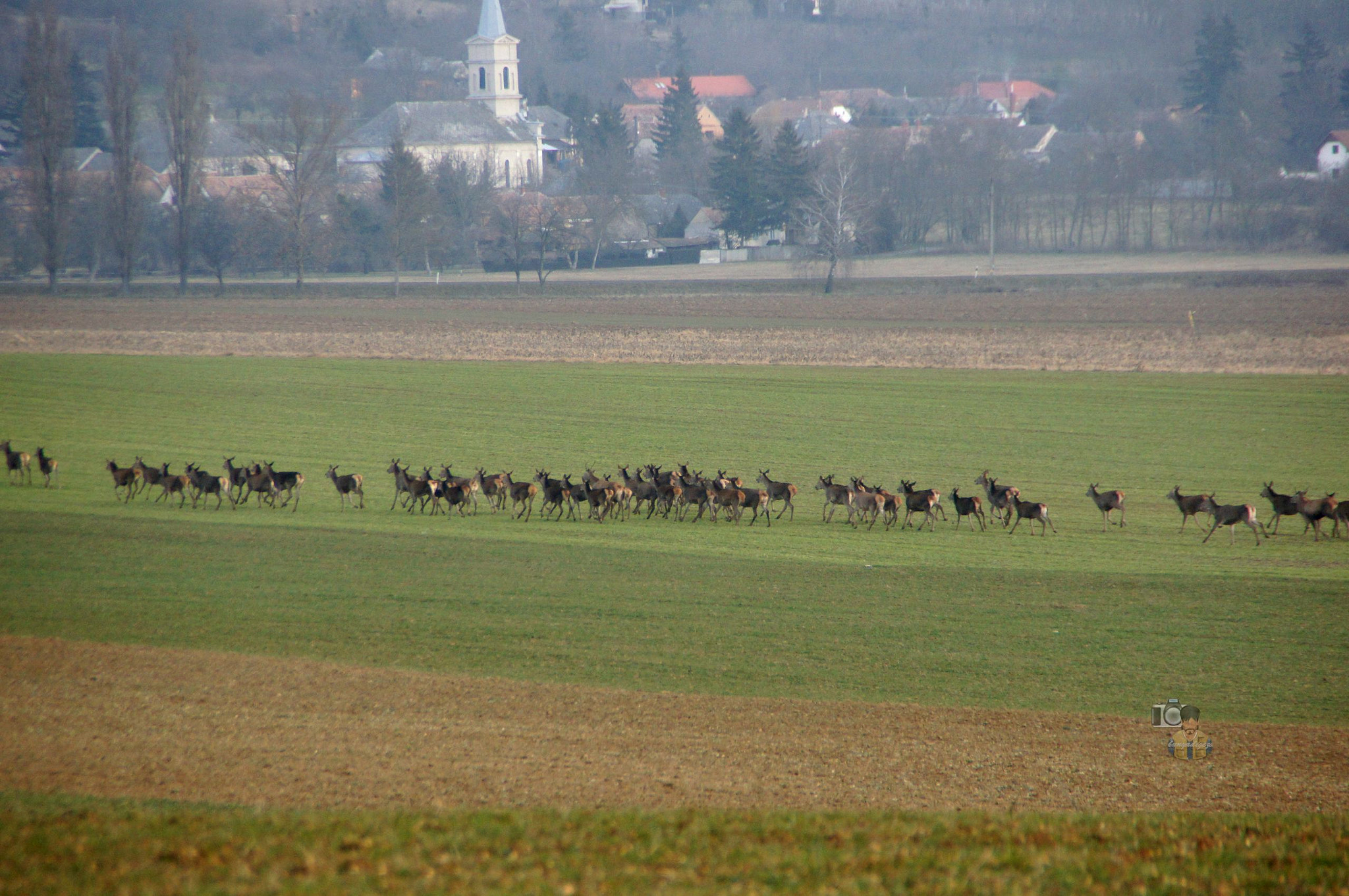 Sony SLT-A55 (SLT-A55V) sample photo. Red deer herd &amp; village photography