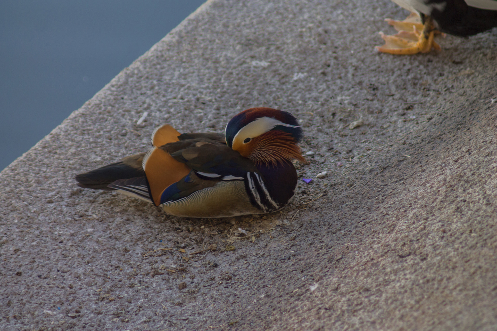 Canon EF 80-200mm F4.5-5.6 II sample photo. Hay! u peaking at me (pee king duck) photography