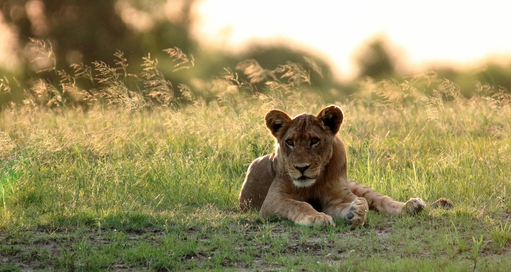 Canon EOS 650D (EOS Rebel T4i / EOS Kiss X6i) + Tamron SP 150-600mm F5-6.3 Di VC USD sample photo. Lioness at sunset photography