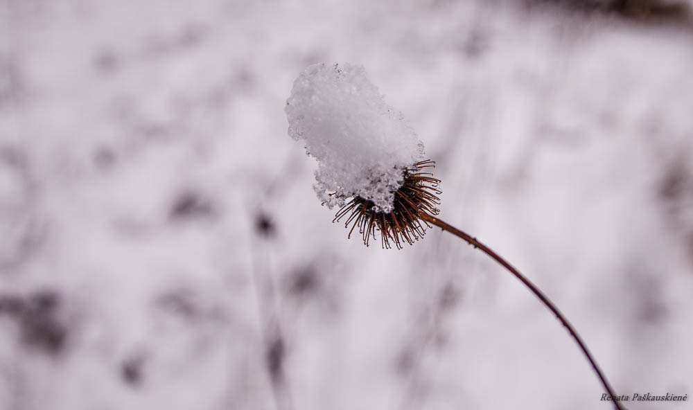 Pentax K-5 sample photo. Macro photography