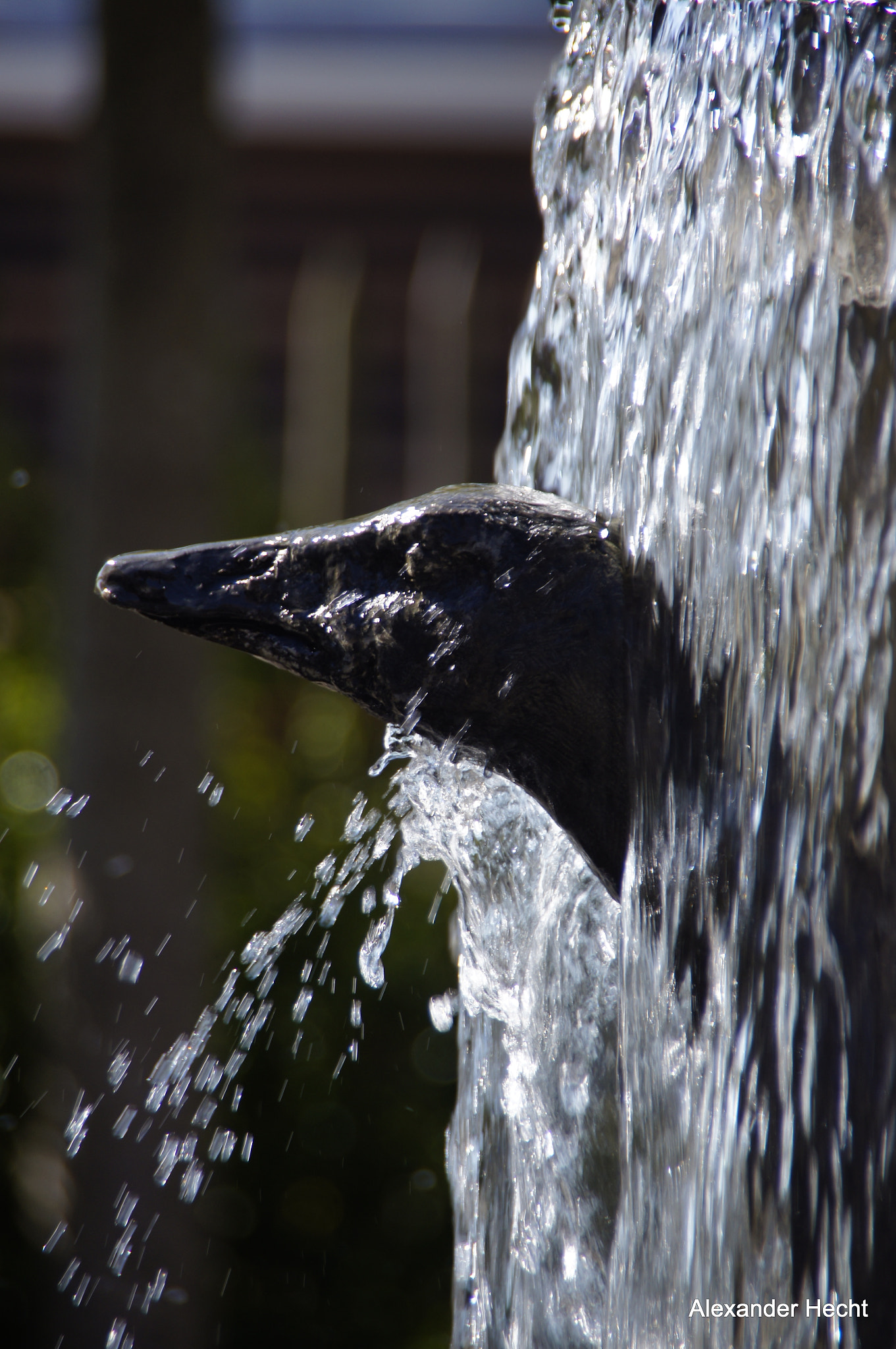 Sony SLT-A55 (SLT-A55V) sample photo. Hallo photography