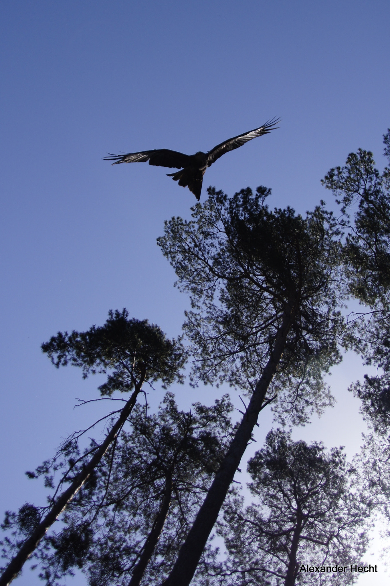 Sony SLT-A55 (SLT-A55V) sample photo. Angriff photography