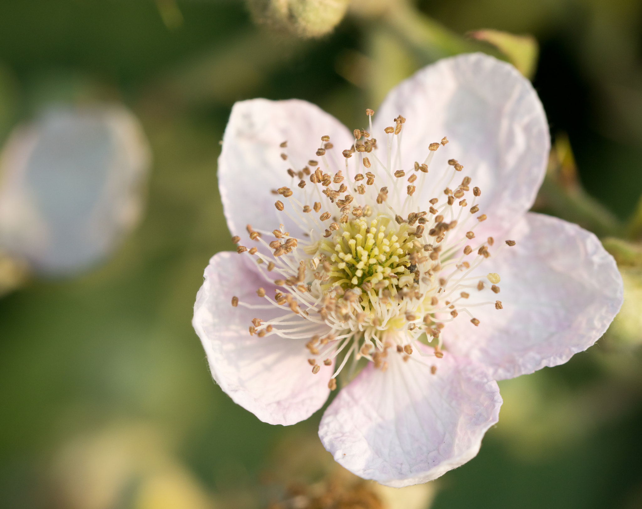 Sony SLT-A77 + Tamron Lens (255) sample photo. Flower of the rubus photography