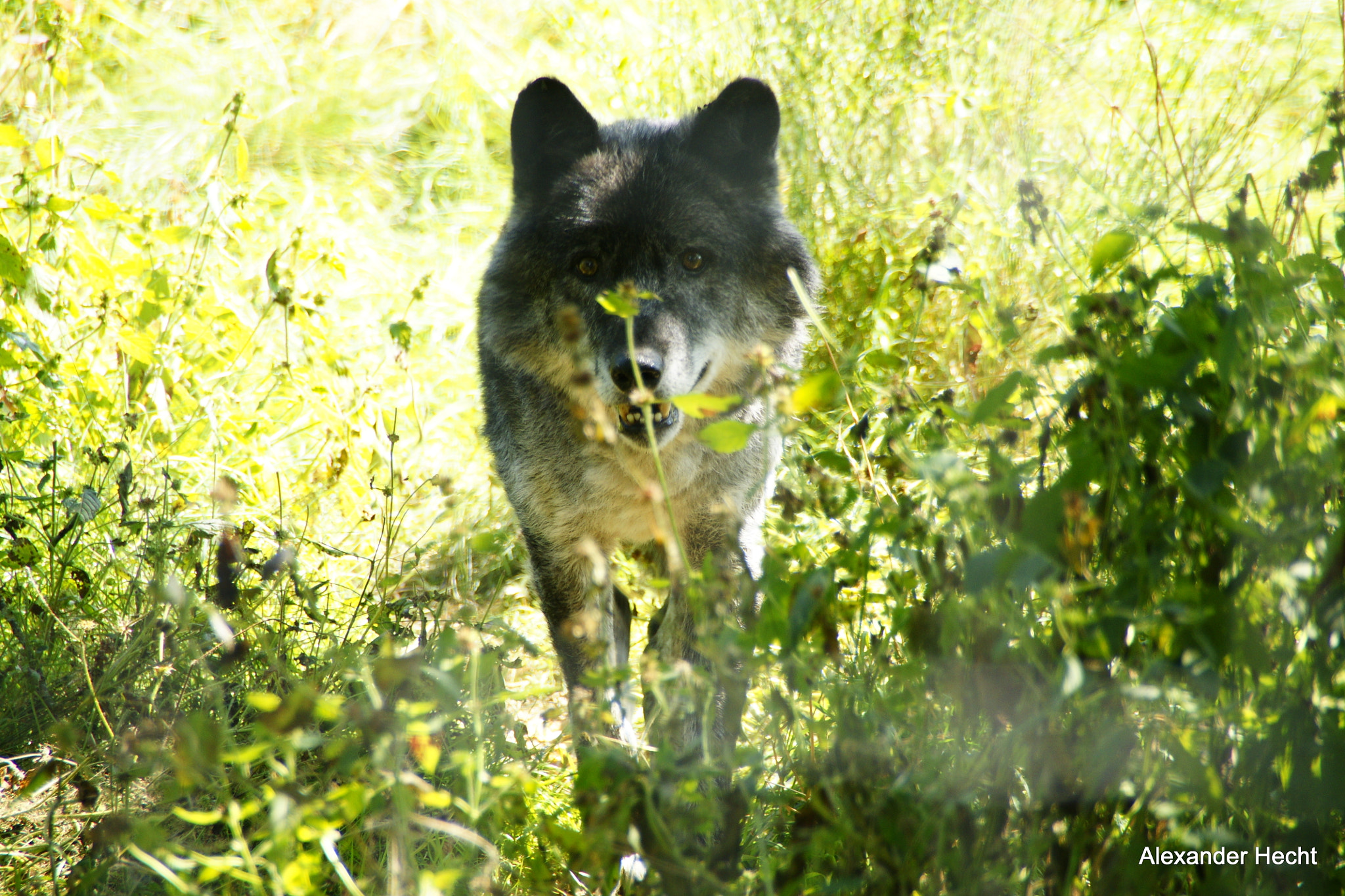 Sony Alpha DSLR-A700 + Tamron Lens (255) sample photo. Wolf im gras photography