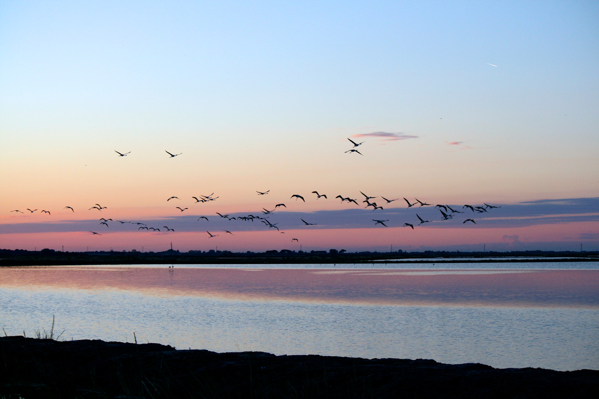Canon EOS 400D (EOS Digital Rebel XTi / EOS Kiss Digital X) sample photo. Flamingos flying at sunset photography