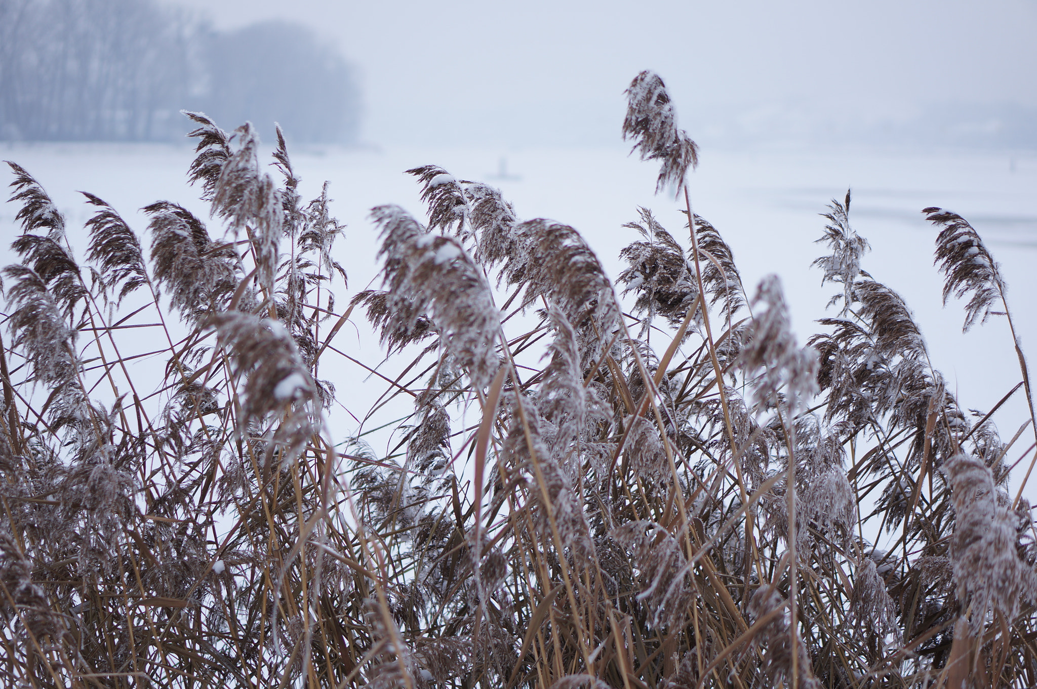 Sony Alpha NEX-5N + Sony E 50mm F1.8 OSS sample photo. Flora in the winter photography