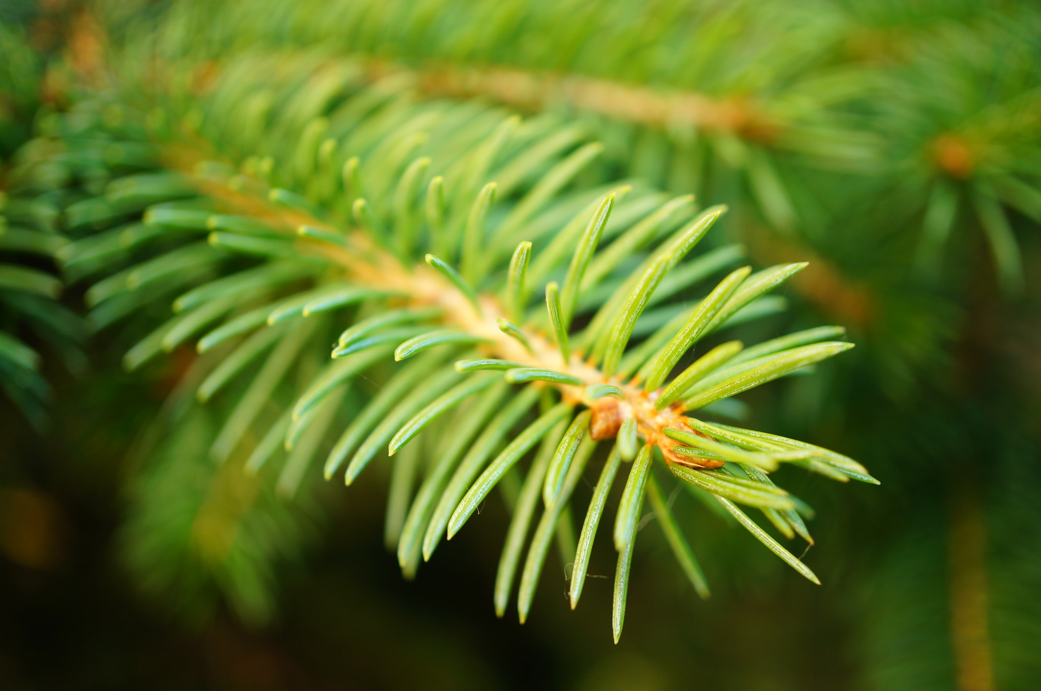 Sony Alpha NEX-5N + Sony E 30mm F3.5 Macro sample photo. Pine tree twig photography