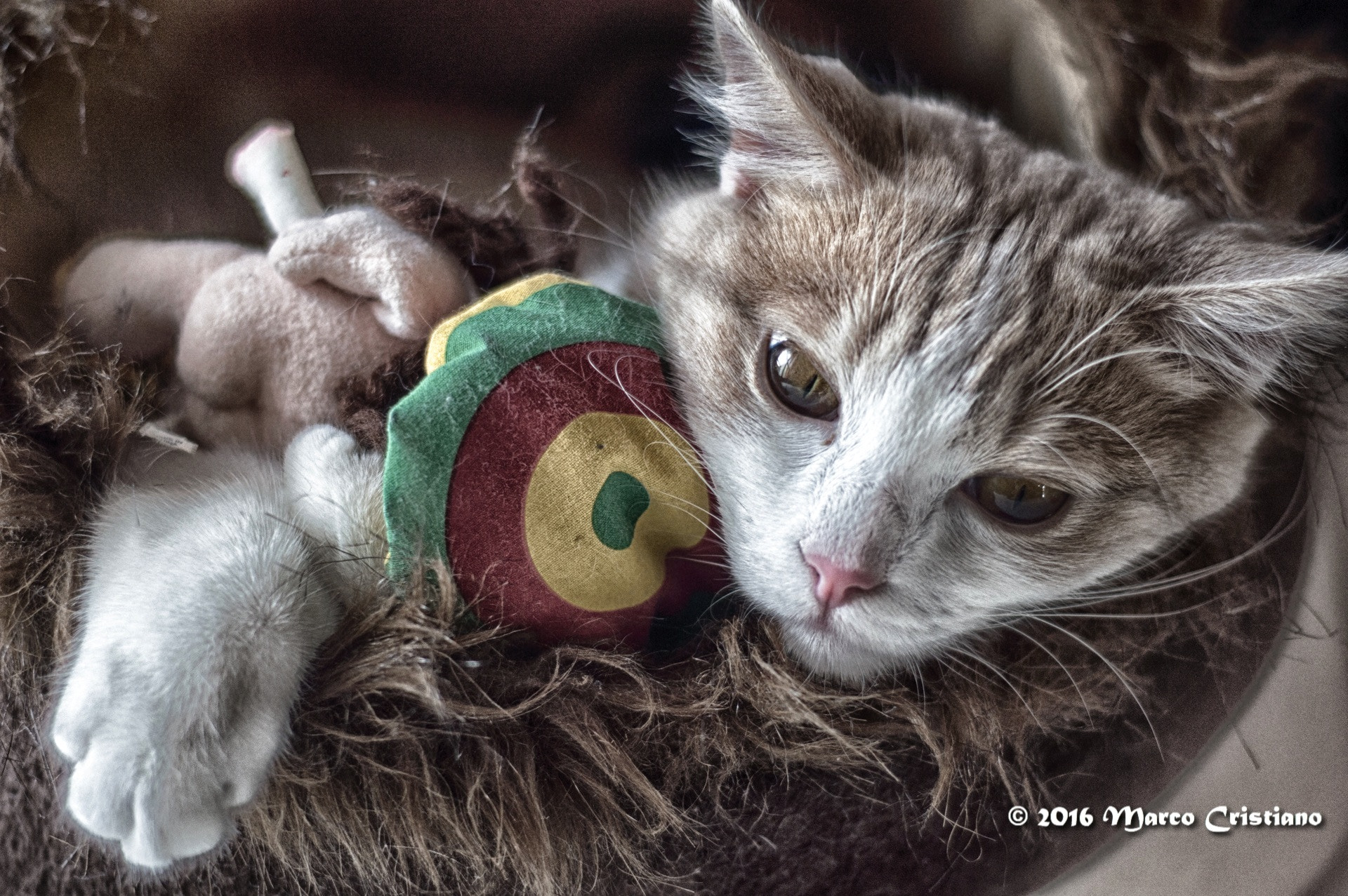 Nikon D3200 + AF Nikkor 50mm f/1.8 sample photo. Ivo reggae... photography
