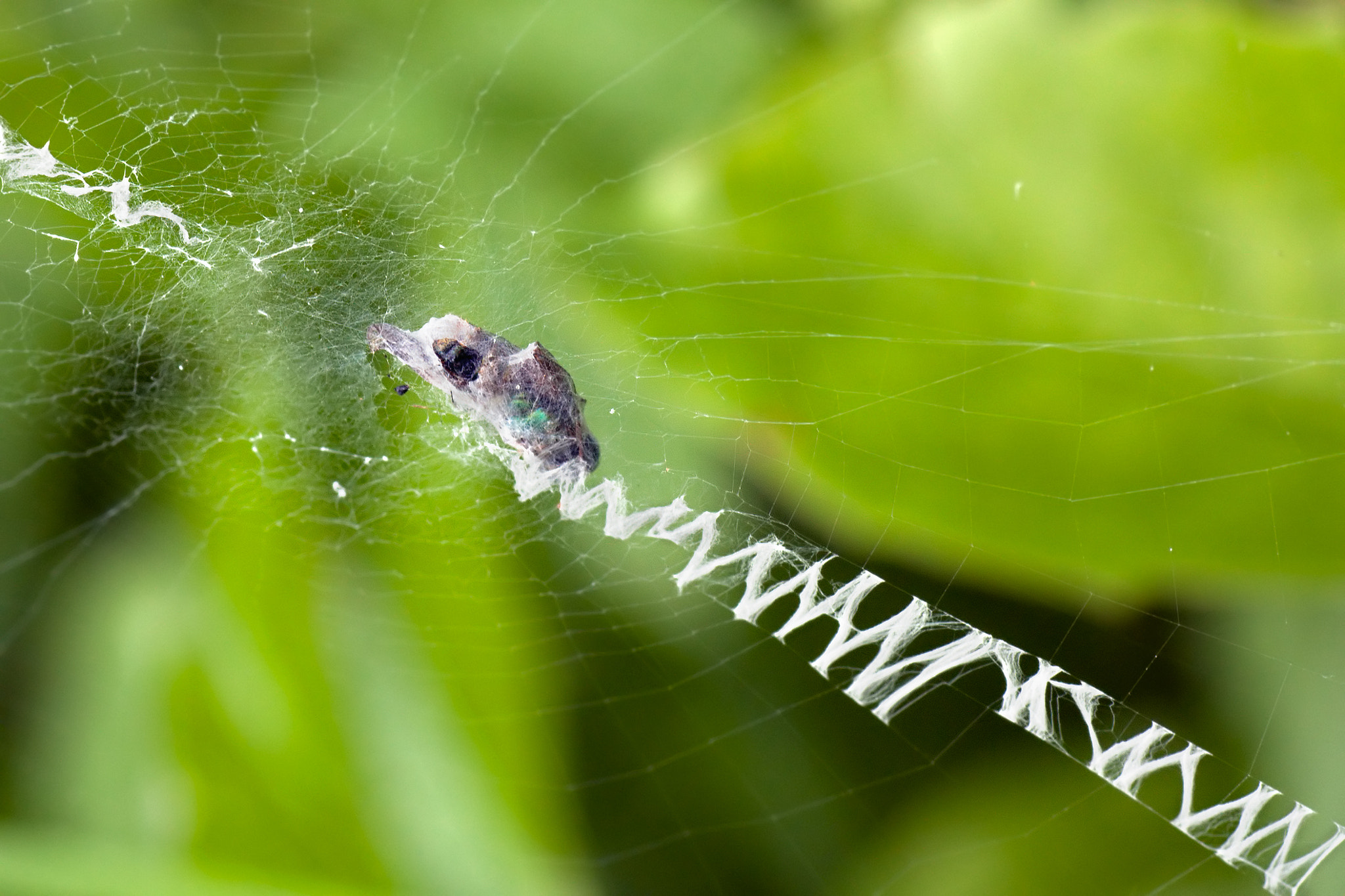 Nikon D40 sample photo. Spider web photography