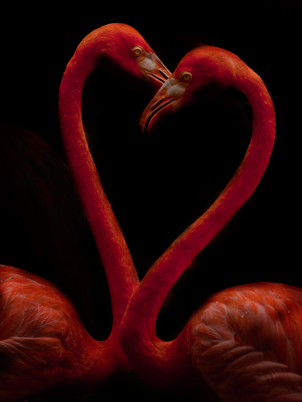 Sony 70-300mm F4.5-5.6 G SSM sample photo. Happy valentine photography