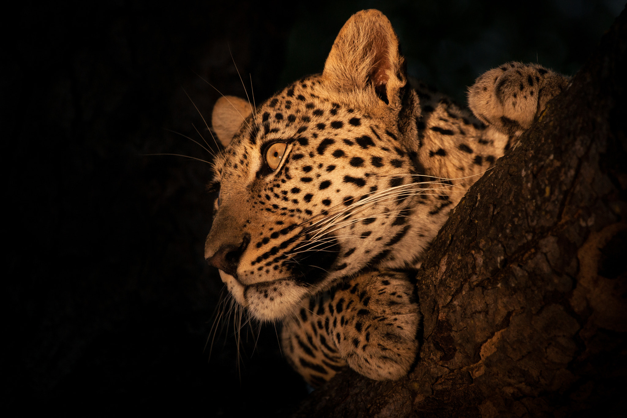 Sony Alpha DSLR-A900 + Sony 70-400mm F4-5.6 G SSM sample photo. Spot on leopard photography