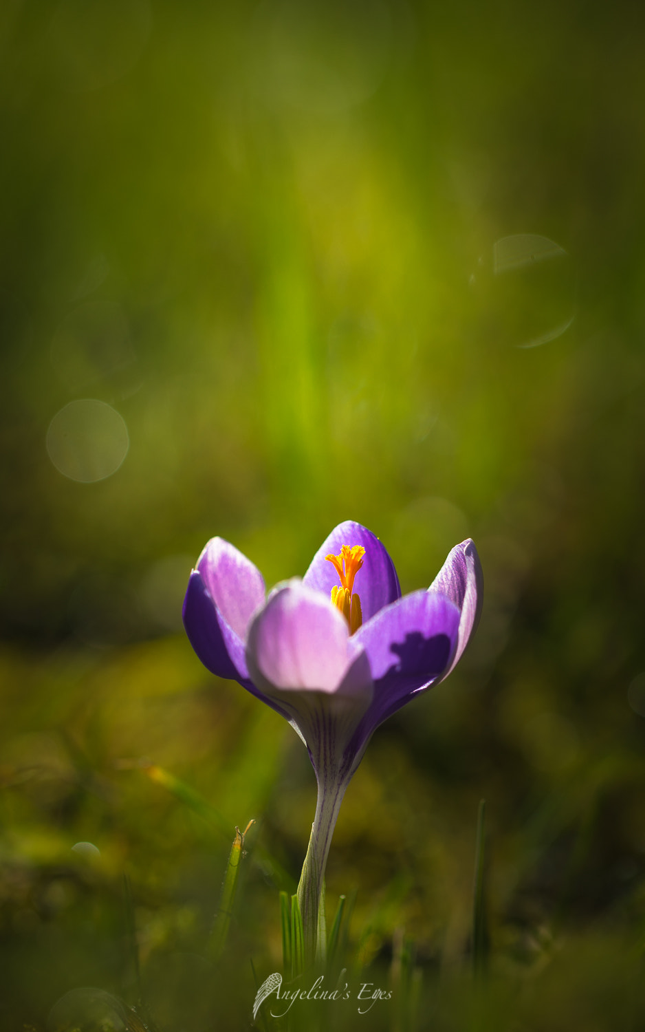 Sony a7 II + Canon EF 100mm F2.8L Macro IS USM sample photo. Innocent photography
