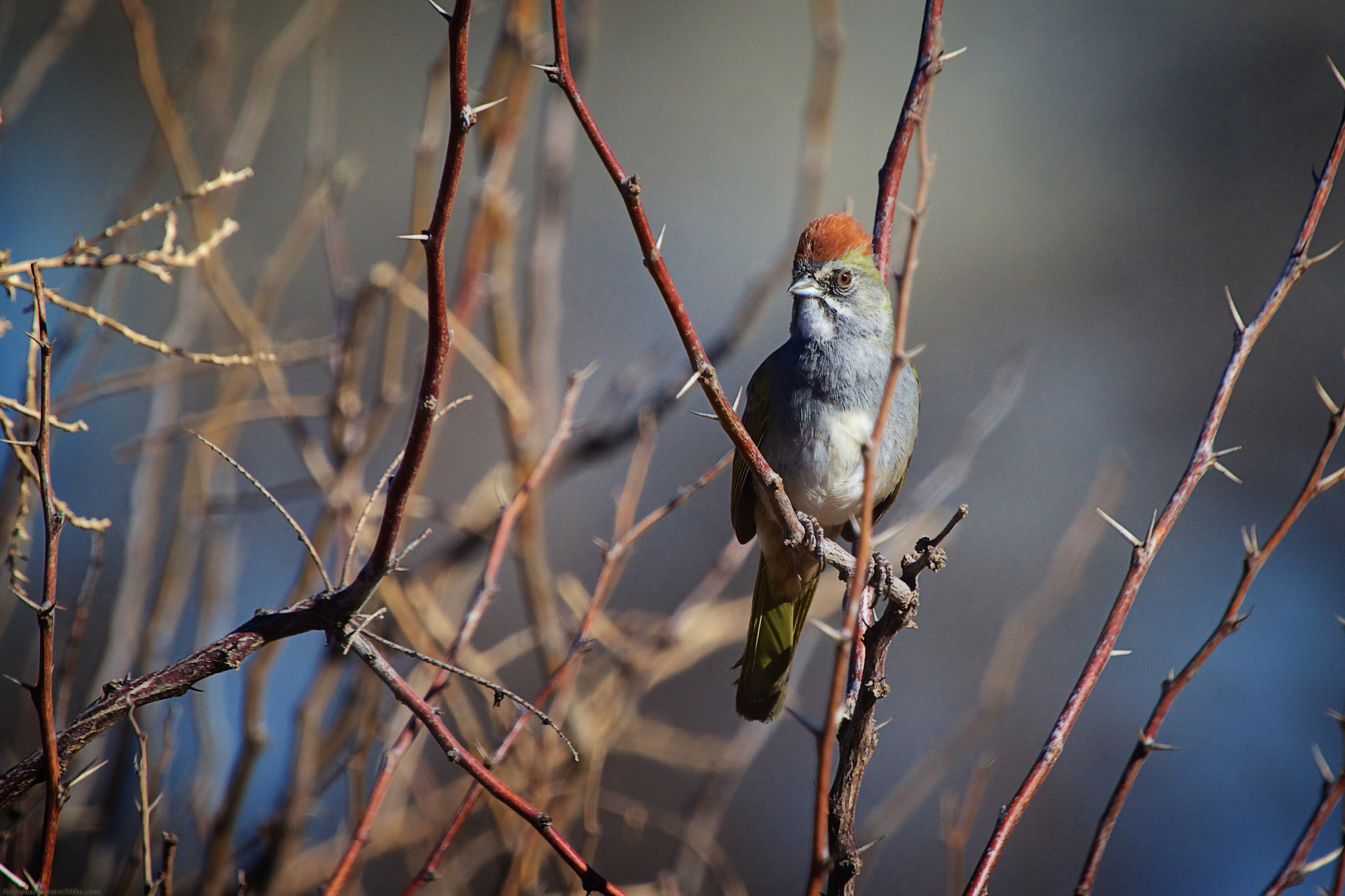 Sigma 50-500mm f/4-6.3 APO HSM EX sample photo. Green-tailed towhee photography