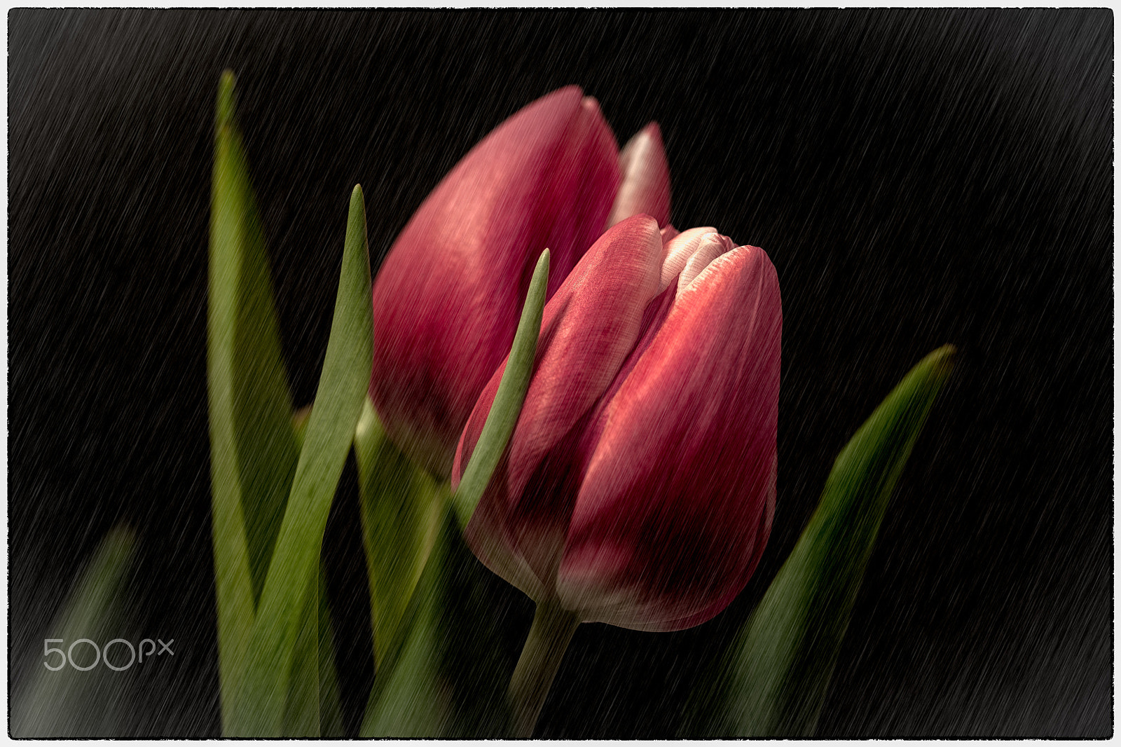 Sony a7 II + 90mm F2.8 Macro SSM sample photo. Red tulip on black background photography