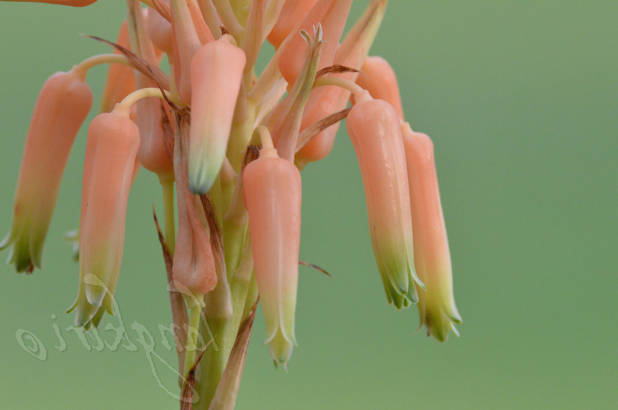 Sigma 150-600mm F5-6.3 DG OS HSM | C sample photo. Aloe candy wm photography